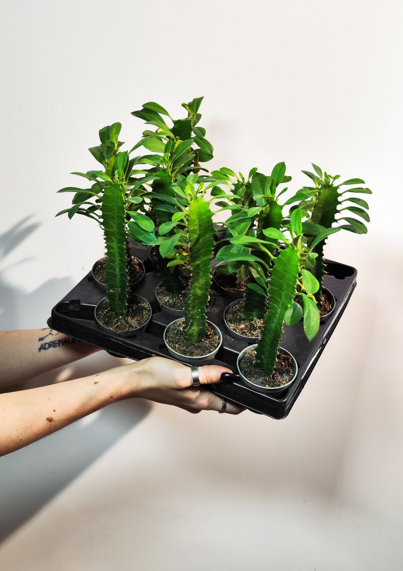 Эуфорбия Тригона, или Молочай Трёхгранный (Euphorbia Trigona) D6см