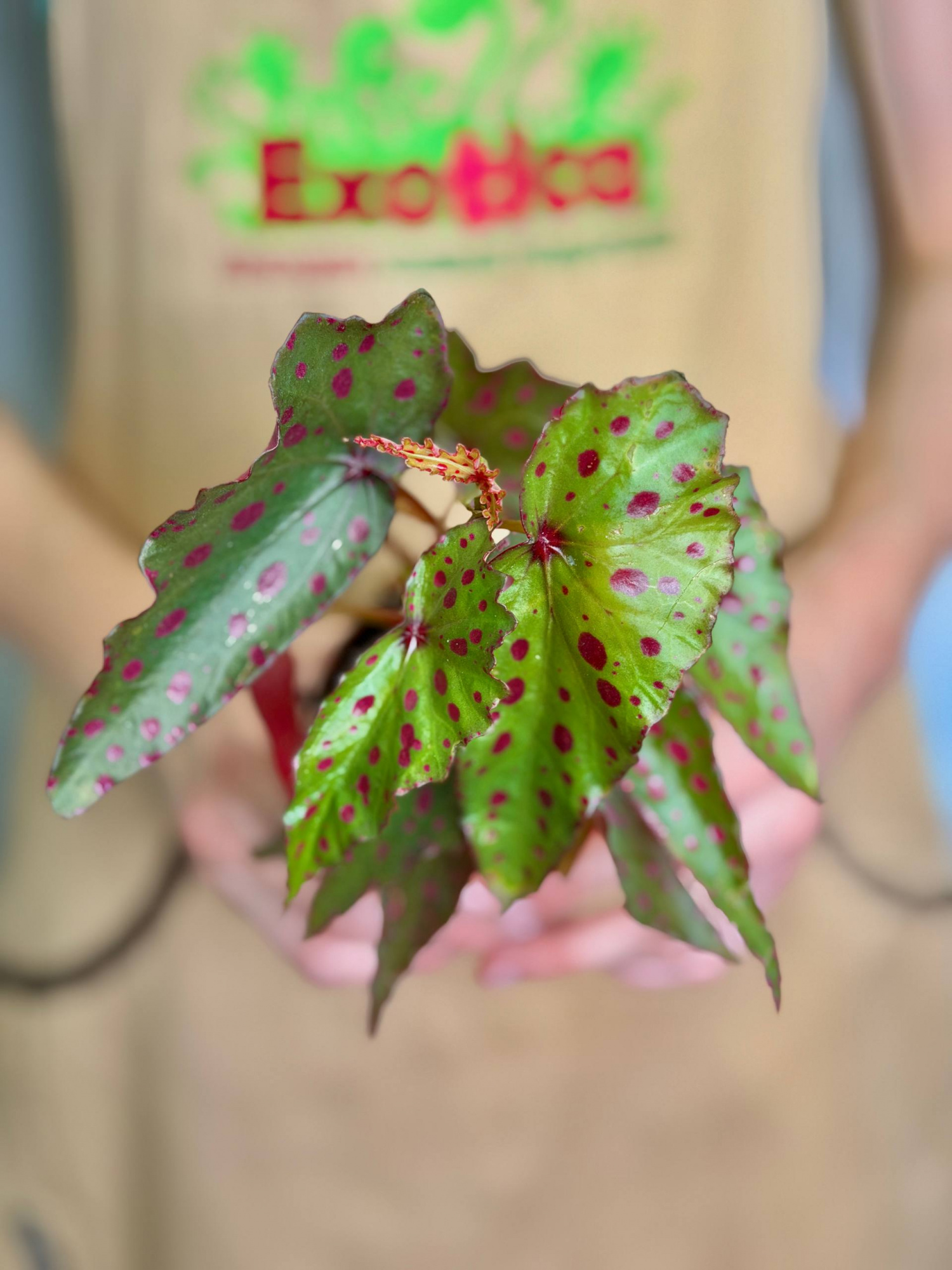 Бегония Пинк Дотти (Begonia Pink Dotty) D8см