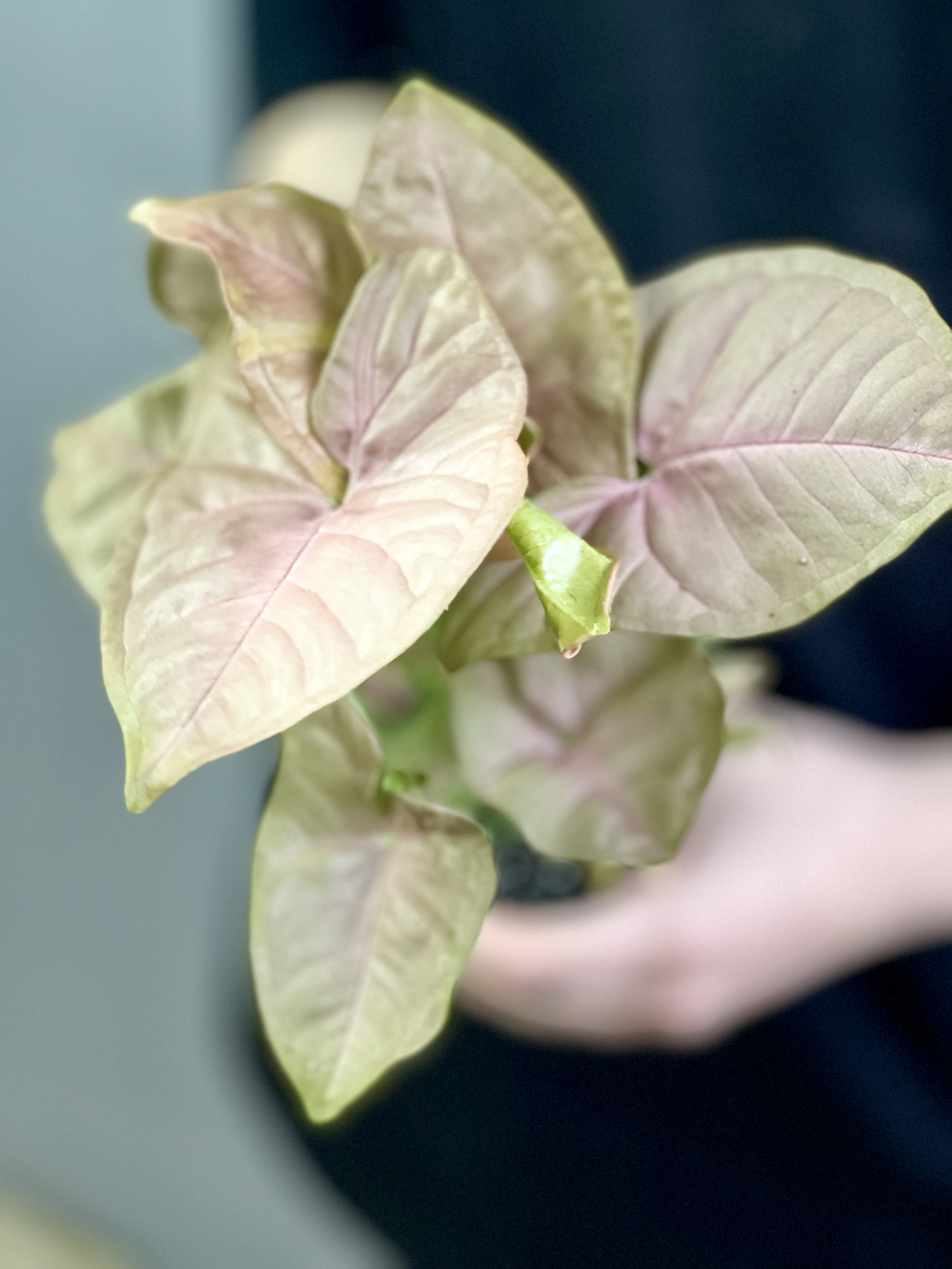 Сингониум Неон Робуста (Syngonium Neon Pobusta) D7см