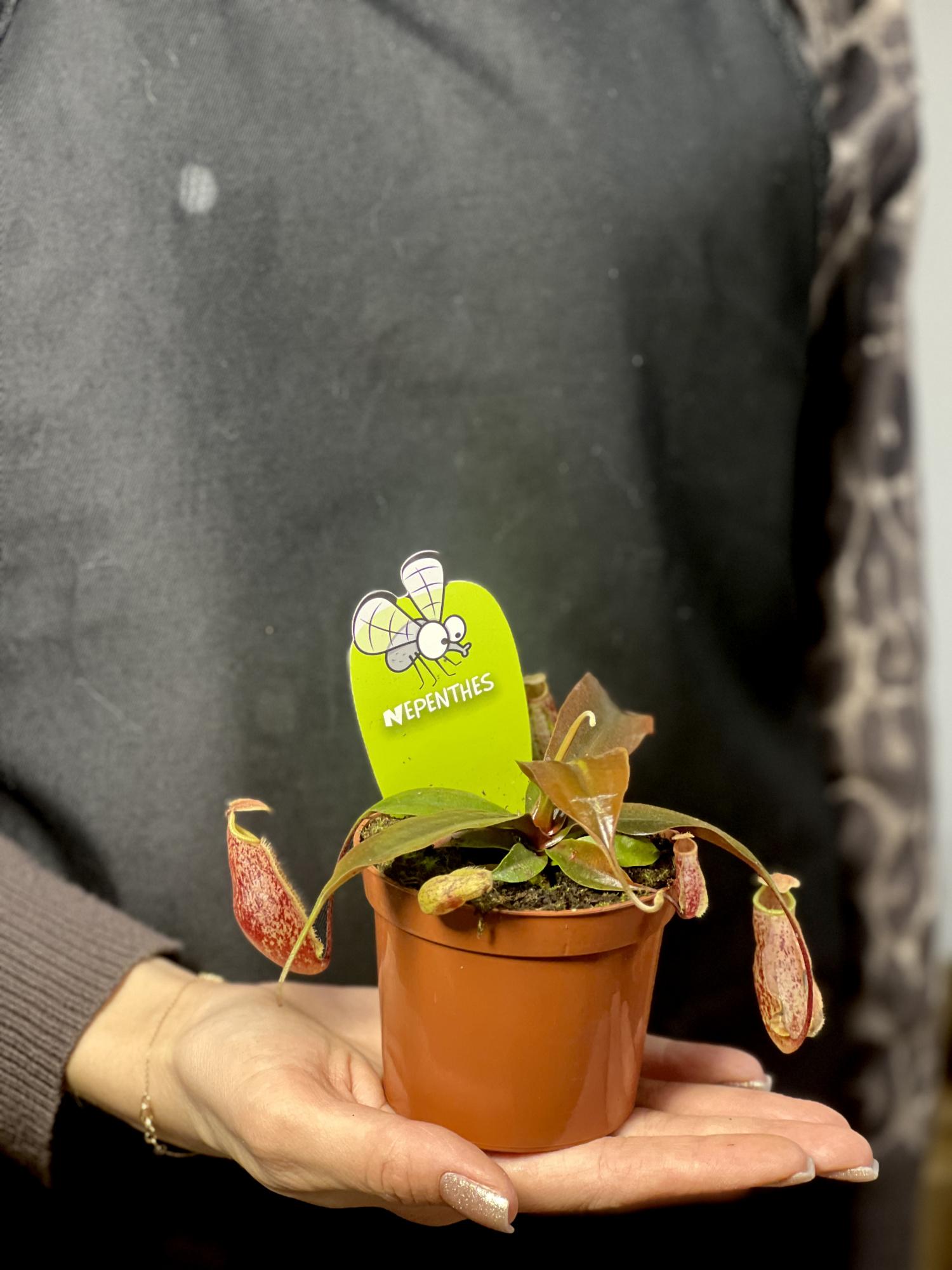Непентес Суки, или Непентес Сюки (Nepenthes Suki) D9см