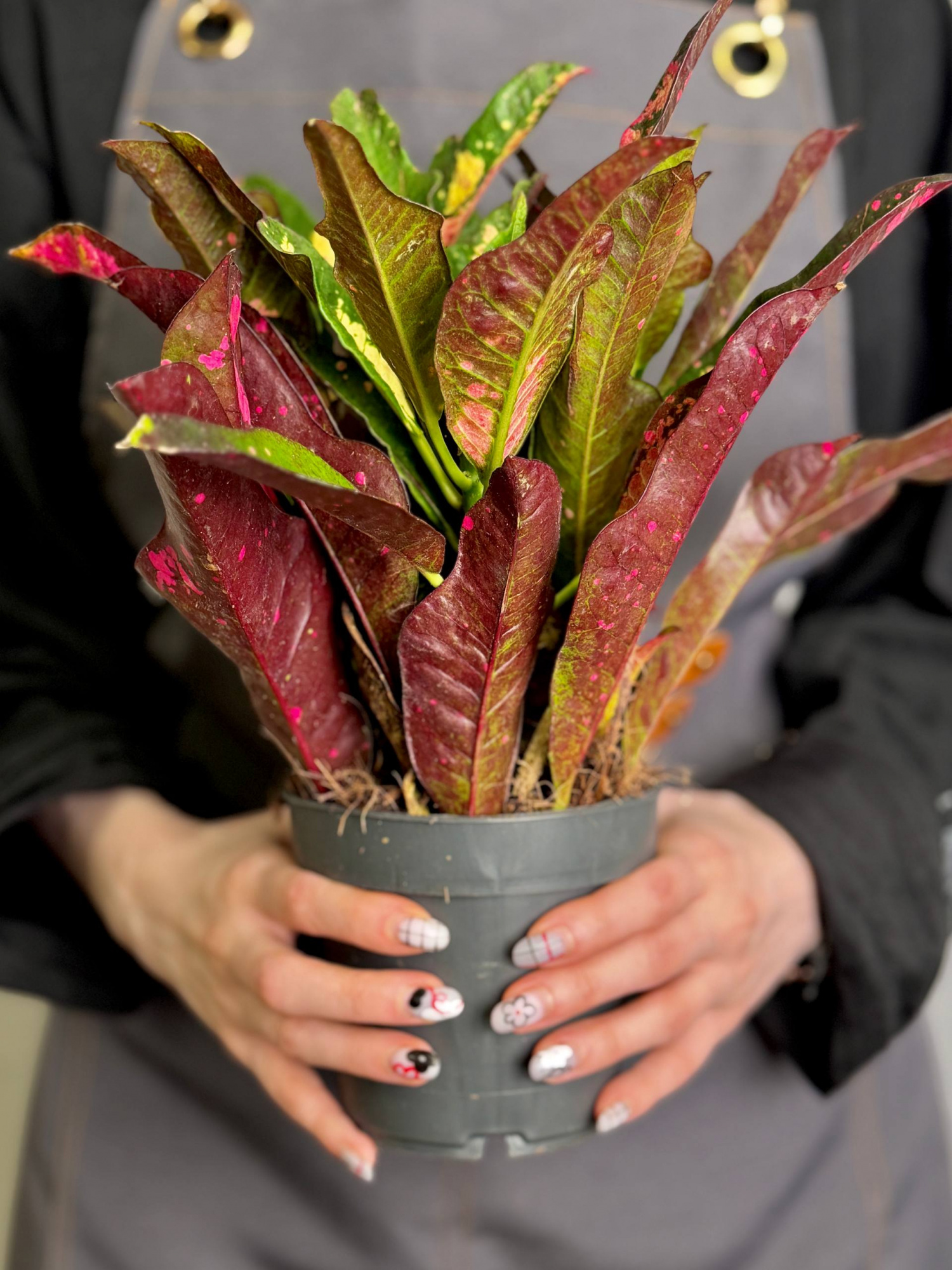 Кротон (кодиеум) Вилма (Codiaeum variegatum Wilma) D12см