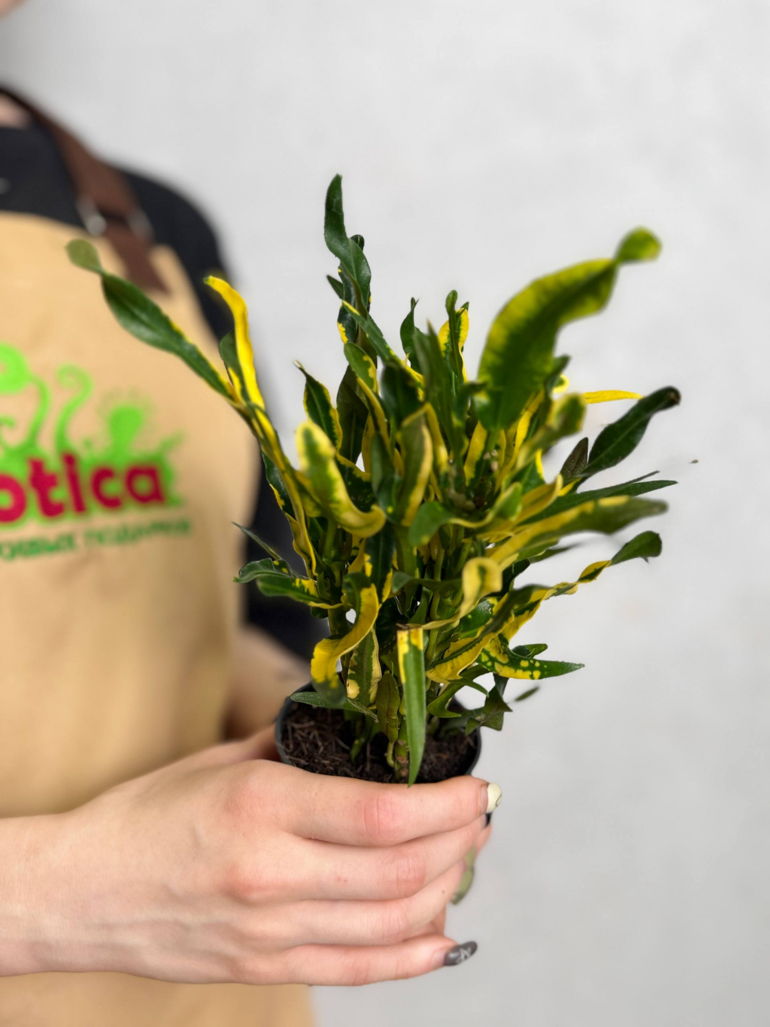 Кодиеум Пигтейл (Codiaeum Pigtail) D7см