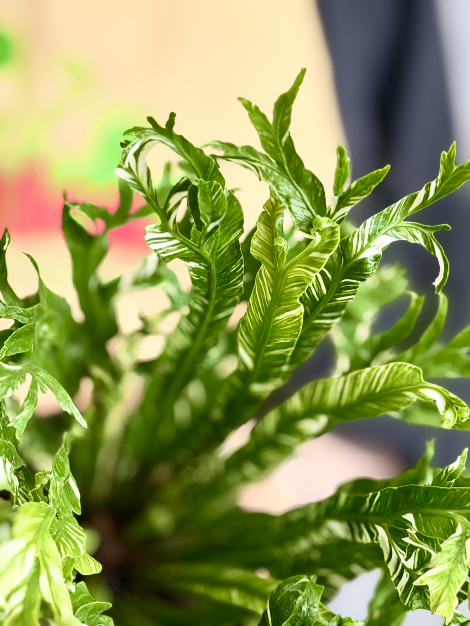 Асплениум Нидус Вариегатный (Asplenium Nidus Variegata) D9см