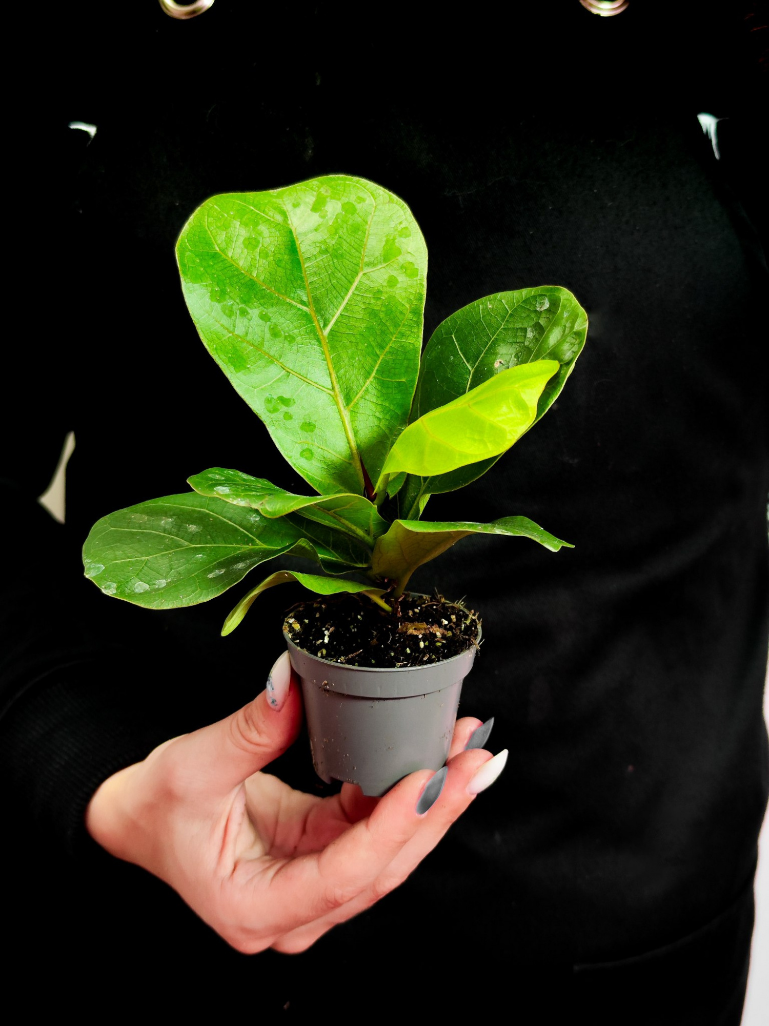 Фикус Лирата «Классический» (Ficus Lyrata) D6см