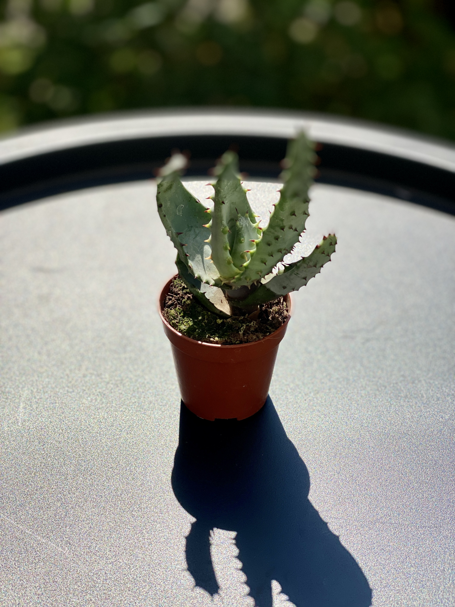 Алоэ коротколистное, или Алоэ Бревиофолия (Aloe Brevifolia) D5см