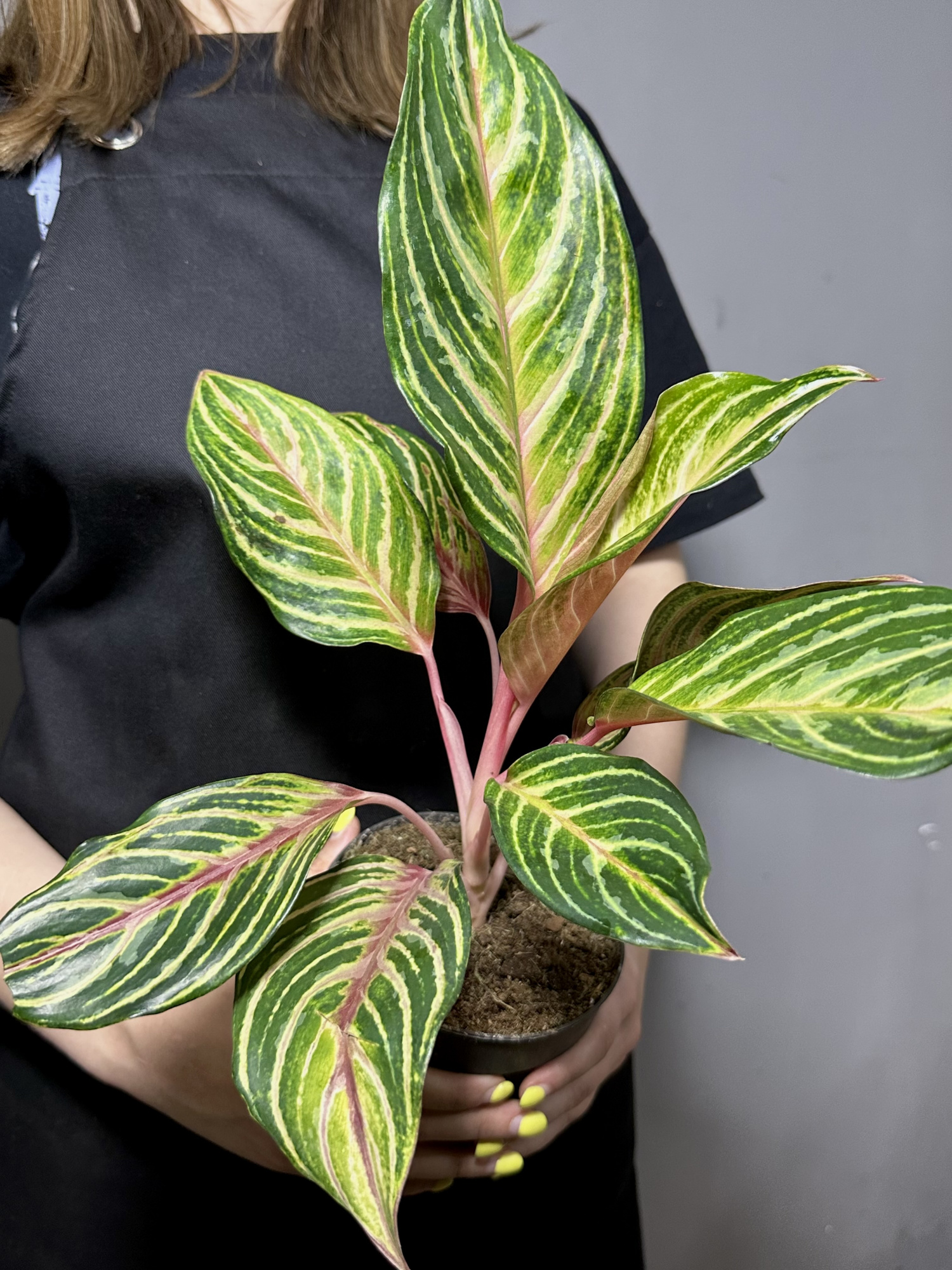 Аглаонема Дримкетчер (Aglaonema Dreamcatcher) D12см