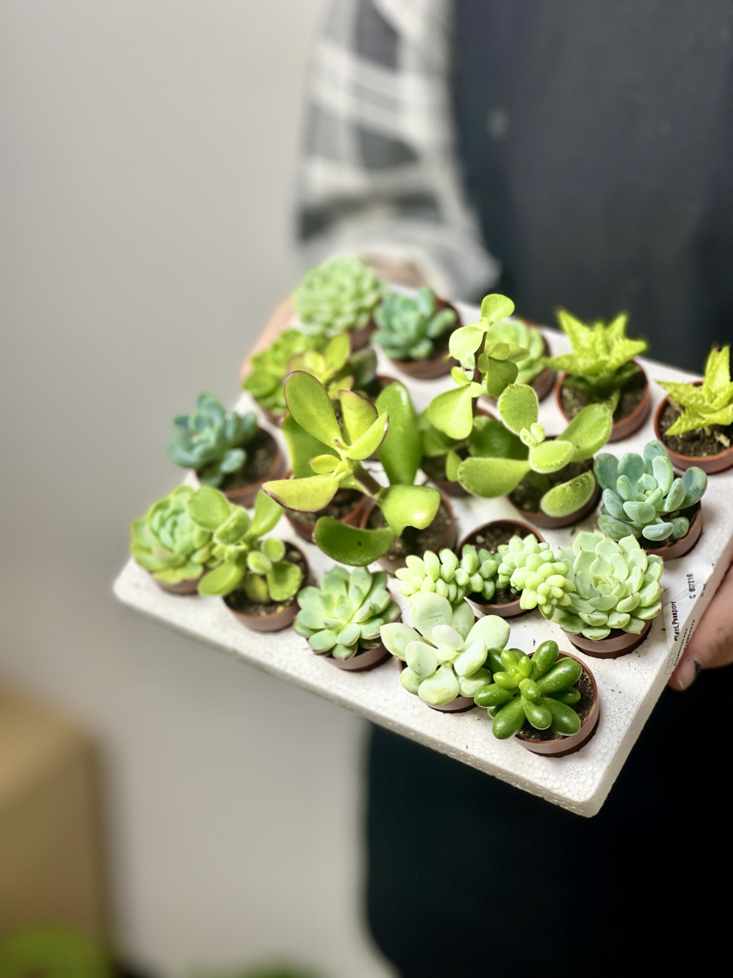 Суккулент Мини Микс (Succulent Mini Mix) D4см