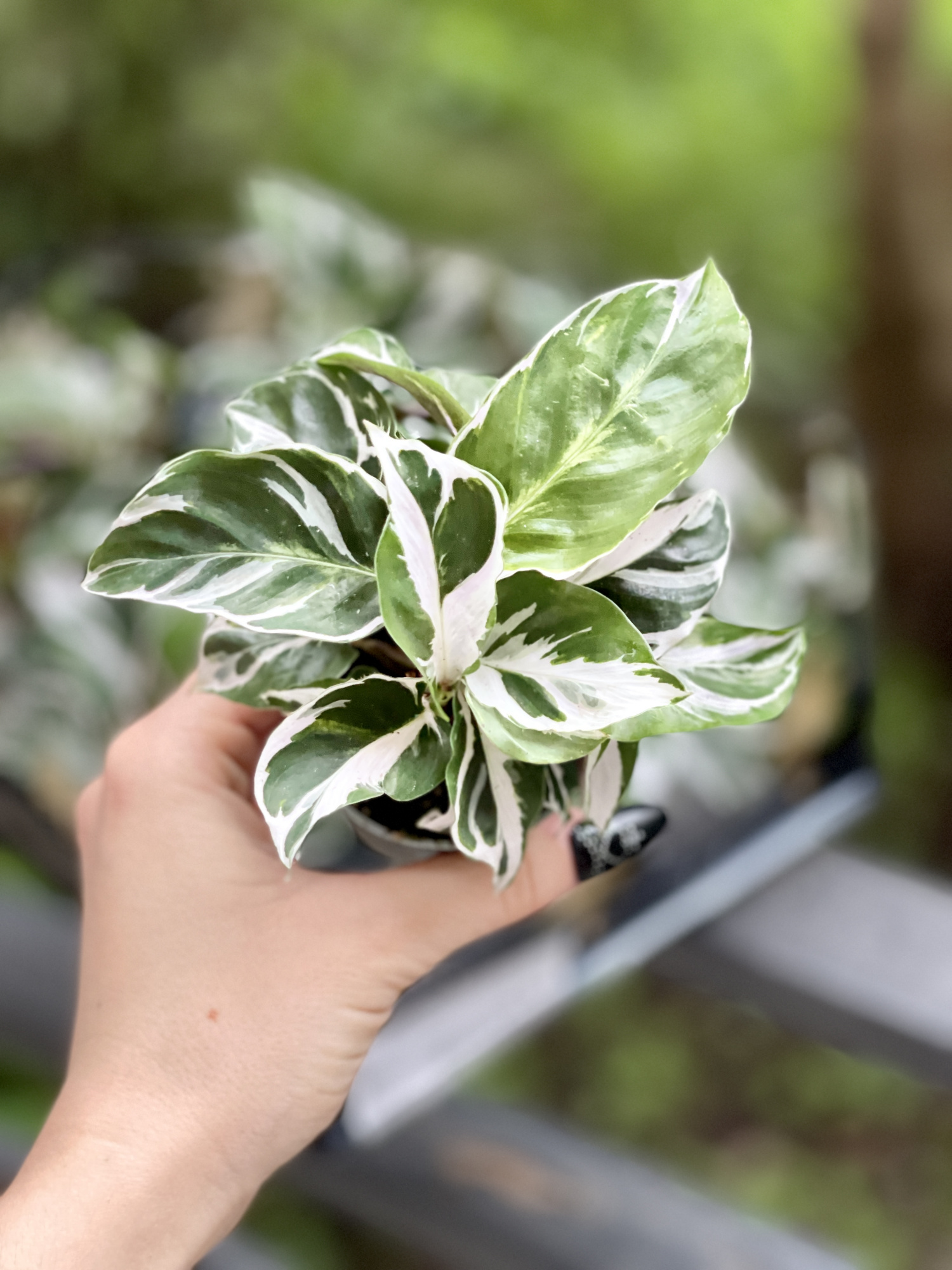 Калатея Вайт Фьюжин (Calathea White Fusion) D6см