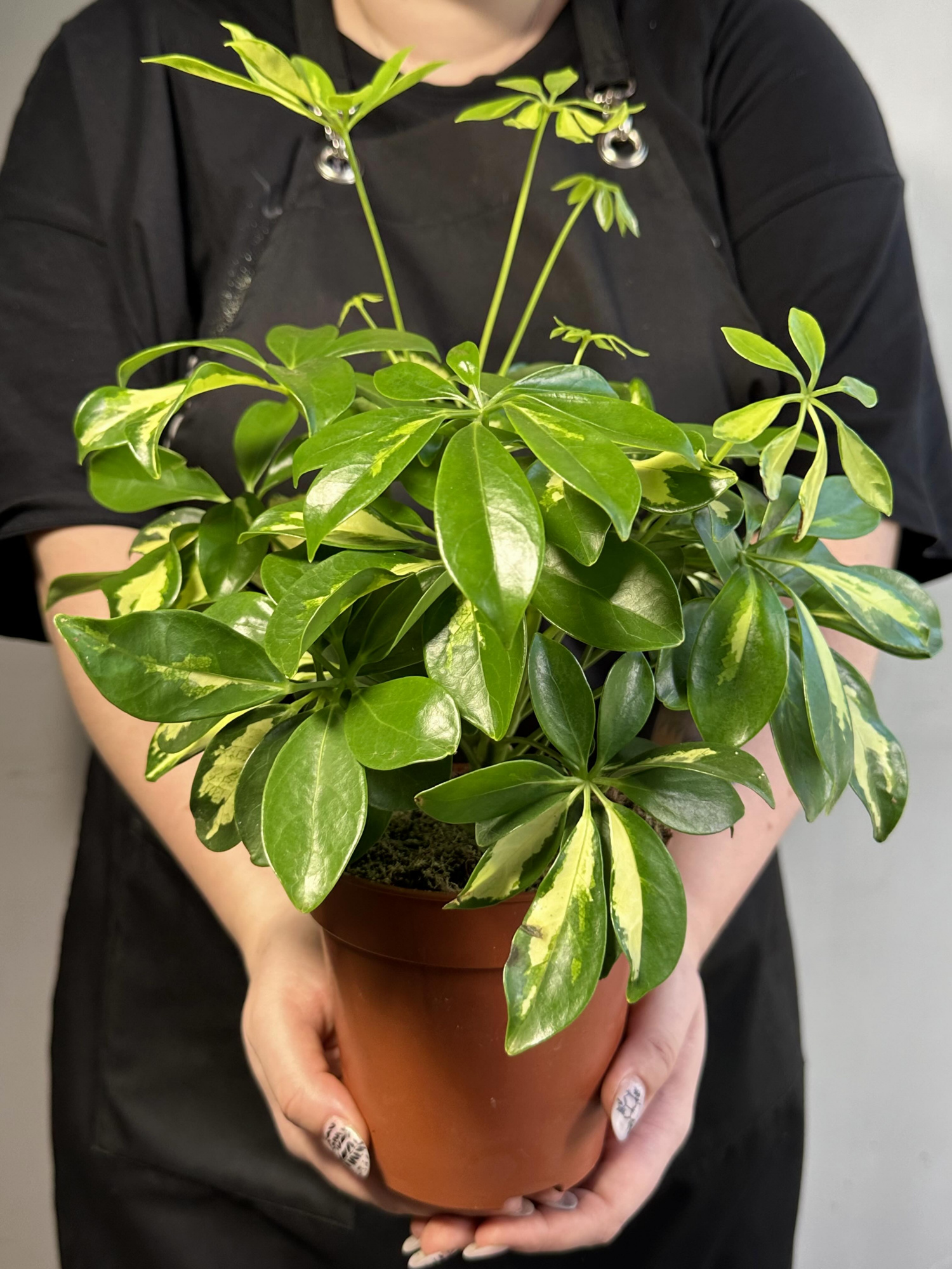 Шеффлера Мадам де Смет (Schefflera Madame De Smet) D12см