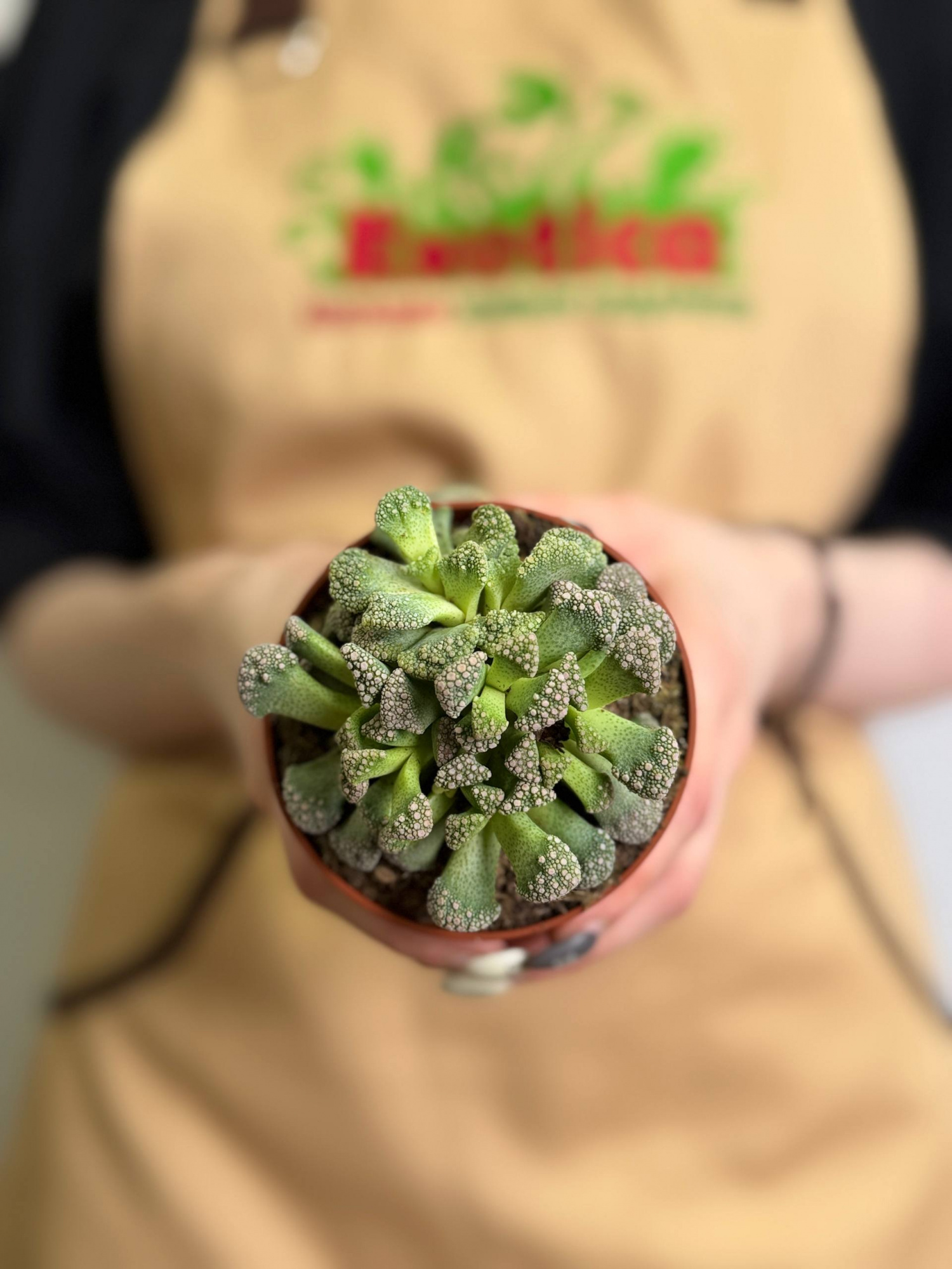 Титанопсис Калькарея (Titanopsis Calcarea) D8см