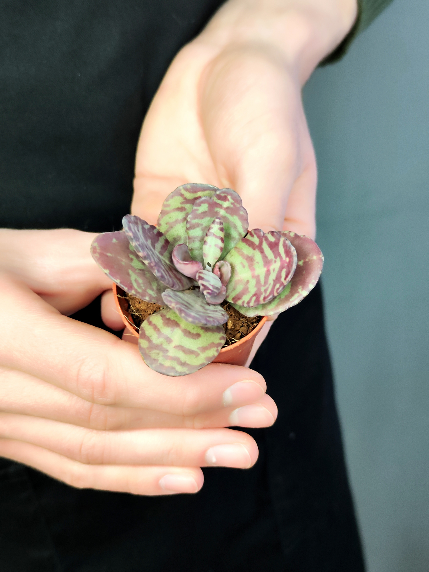 Каланхоэ Хумилис, или Зебра (Kalanchoe Humilis) D5см