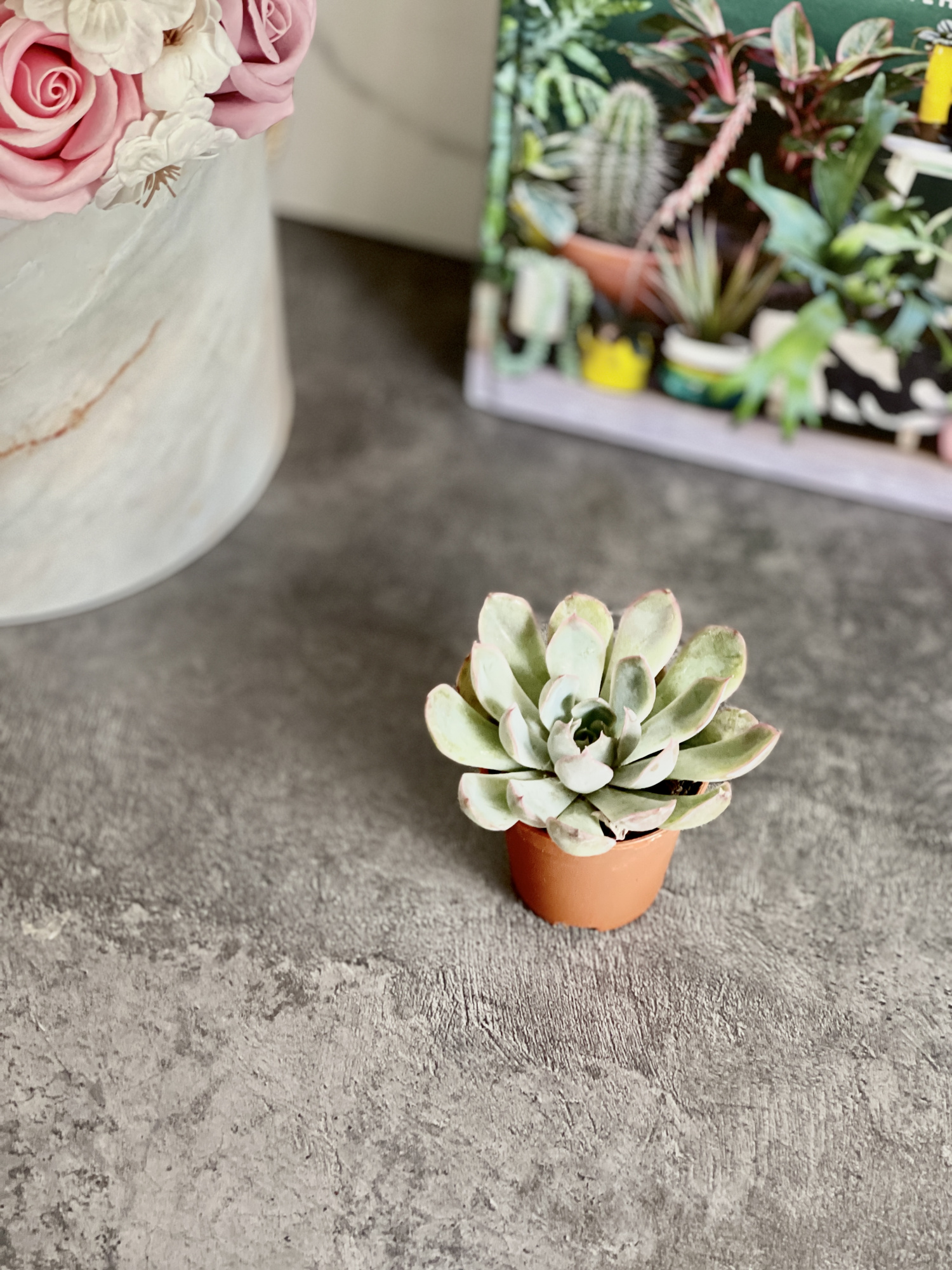 Эхеверия Пулидонис (Echeveria Pulidonis) D5см