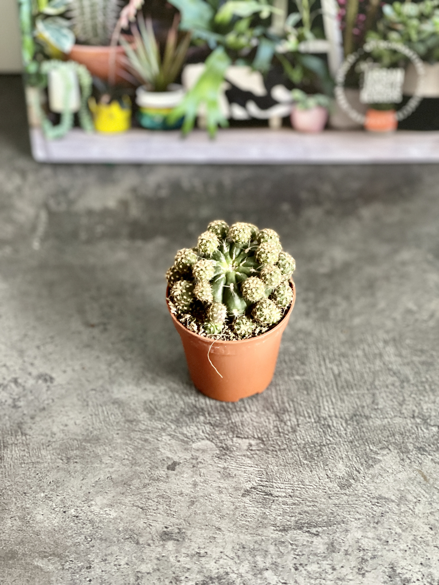 Кактус Матукана Польци (Cactus Matucana Polzii) D5см