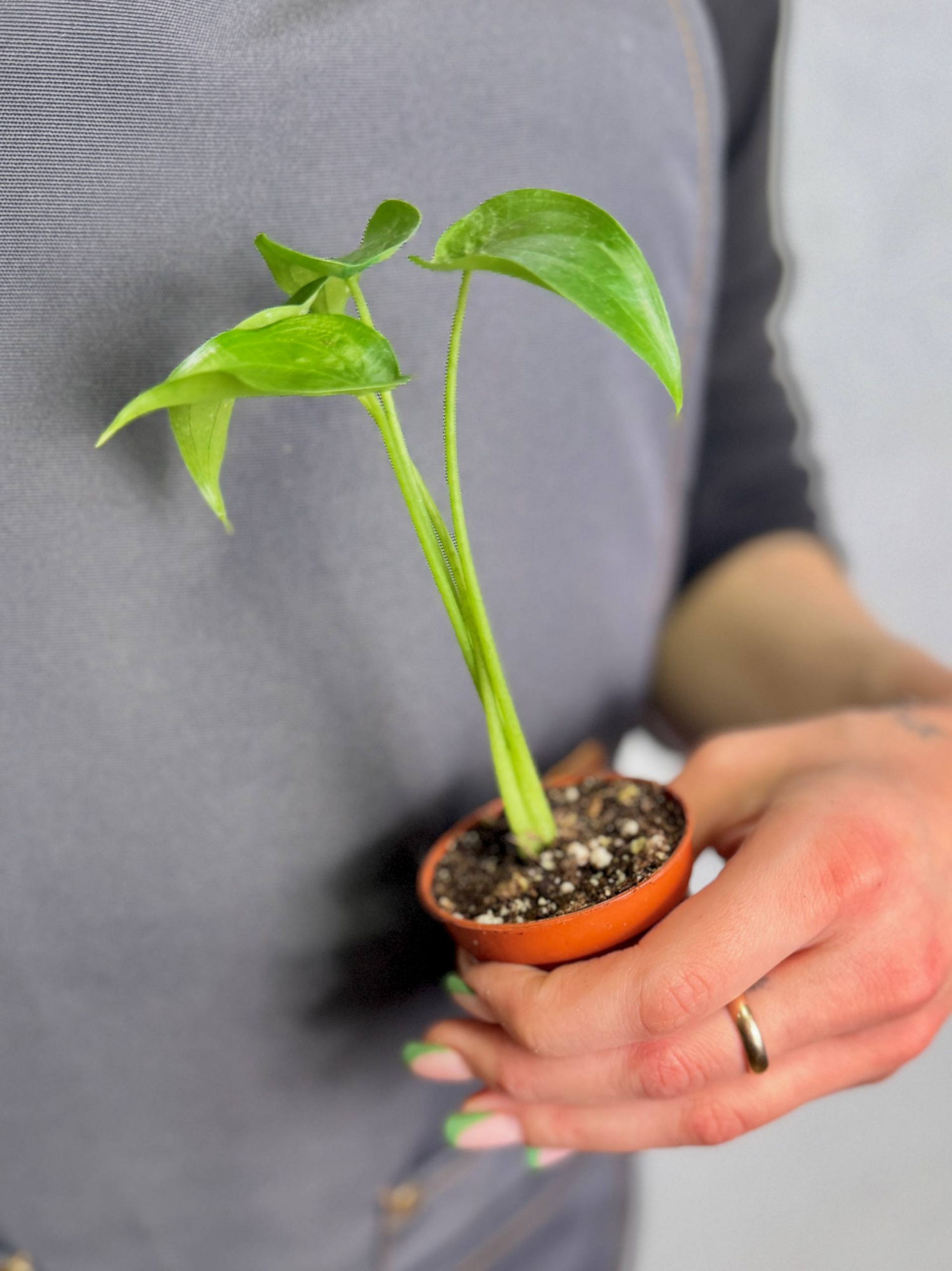 Алоказия Кукулата (Alocasia Cucullata) D6см