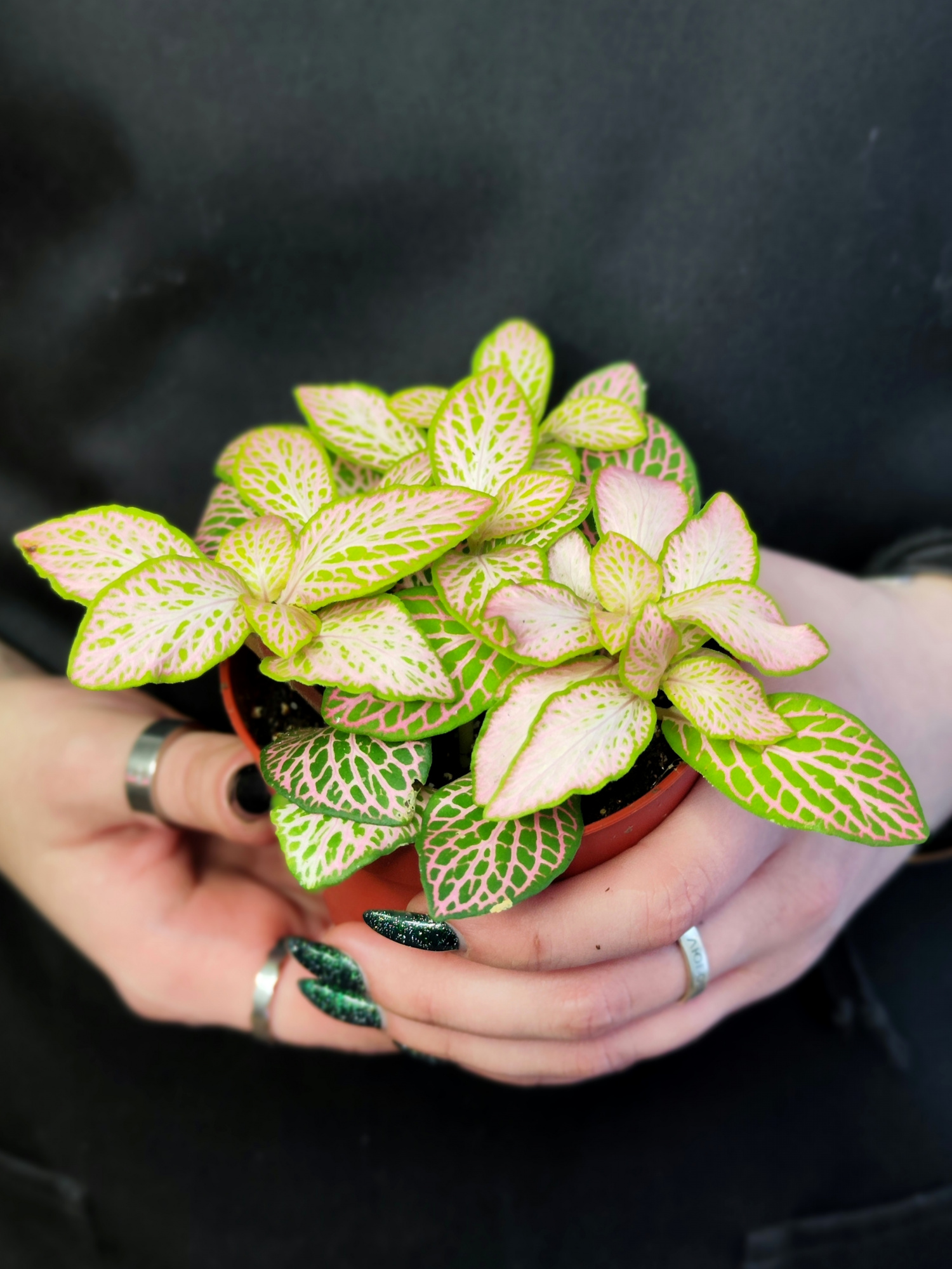 Фиттония Руби Лайм  (Fittonia Sallmon Ruby Lime) D8,5см