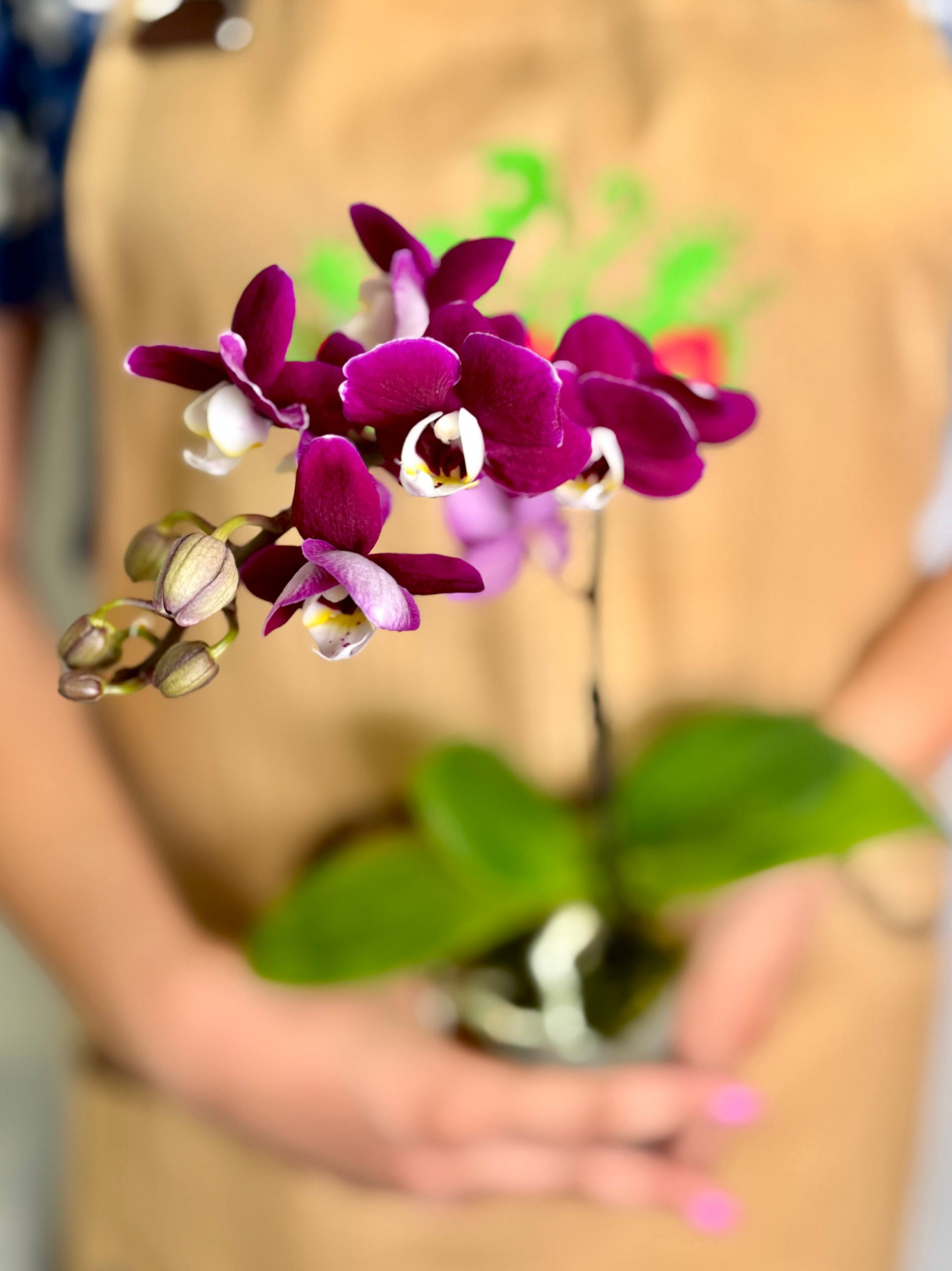 Фаленопсис Мультифлора Кранберри Ча Ча (Phalaenopsis Multiflora Cranberry Cha Cha) D7см