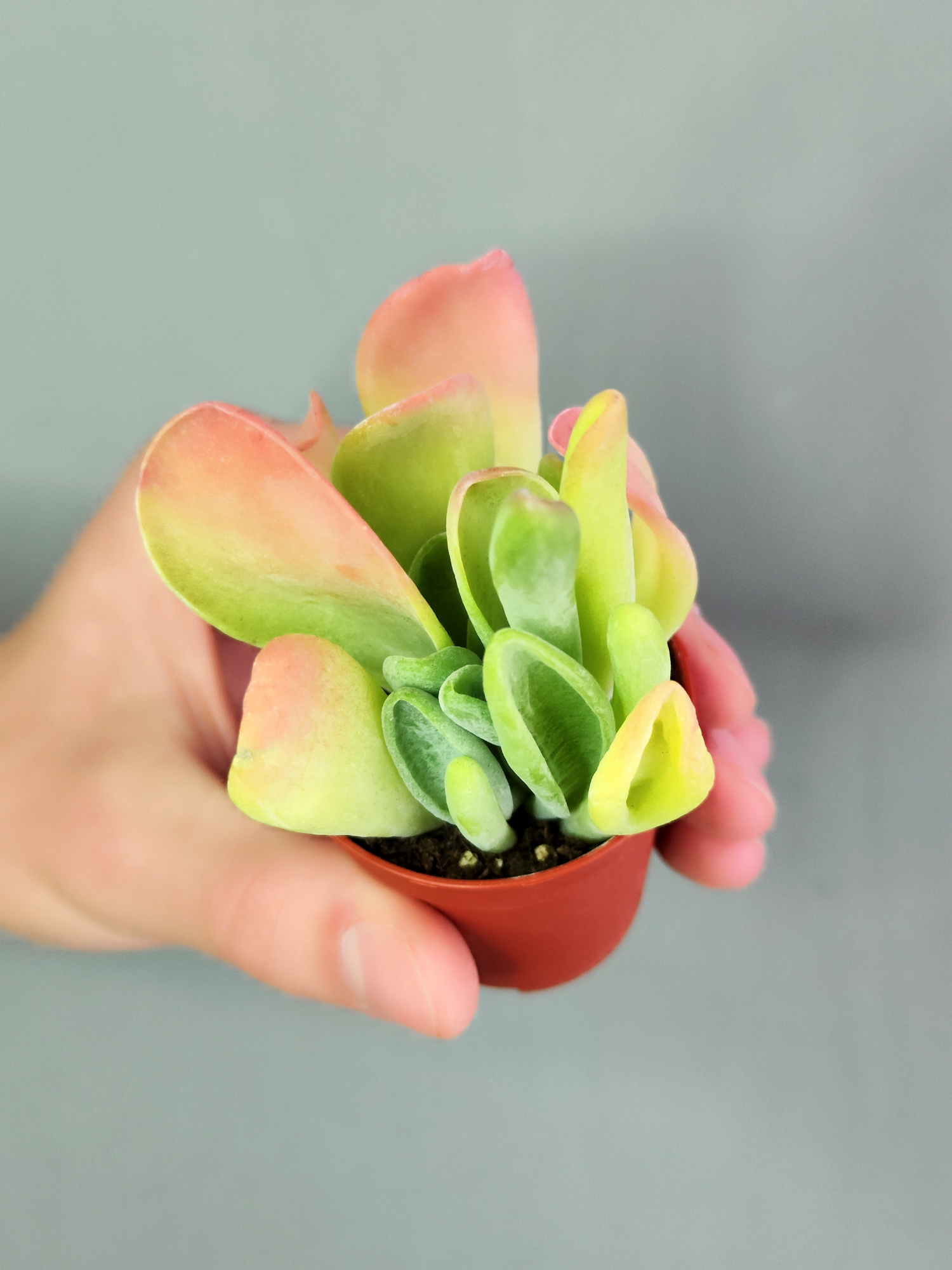 Каланхоэ Орикула Ред (Kalanchoe Oricula Red) D5см