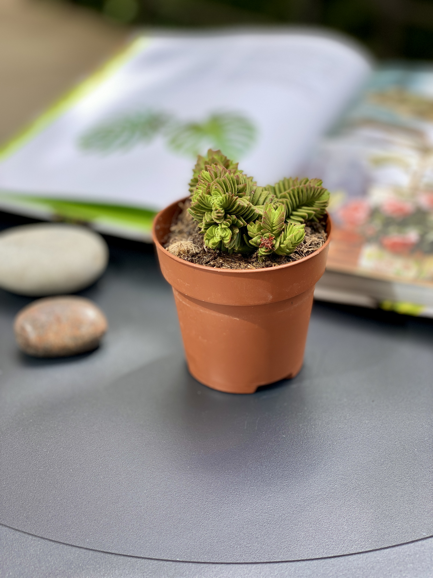 Крассула Эстагнол (Crassula Estagnol) D8см