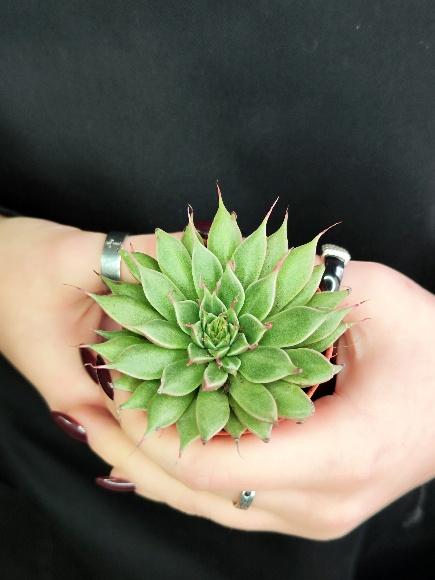 Граптопеталум Филиферум (Graptopetalum Feliferum) D5см