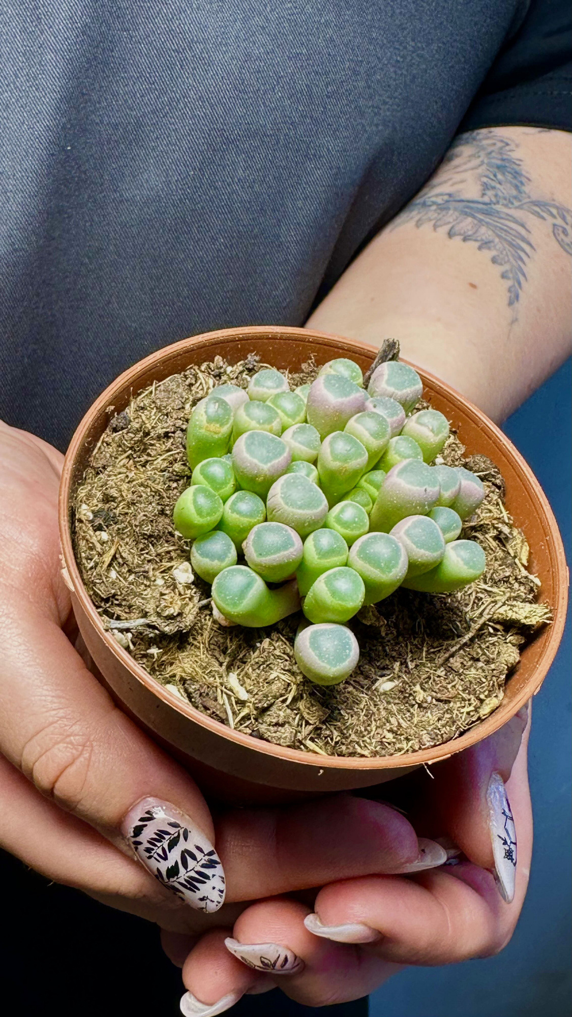 Литопсы Фенестрария Аурантика (Fenestraria Aurantiaca) D8,5см