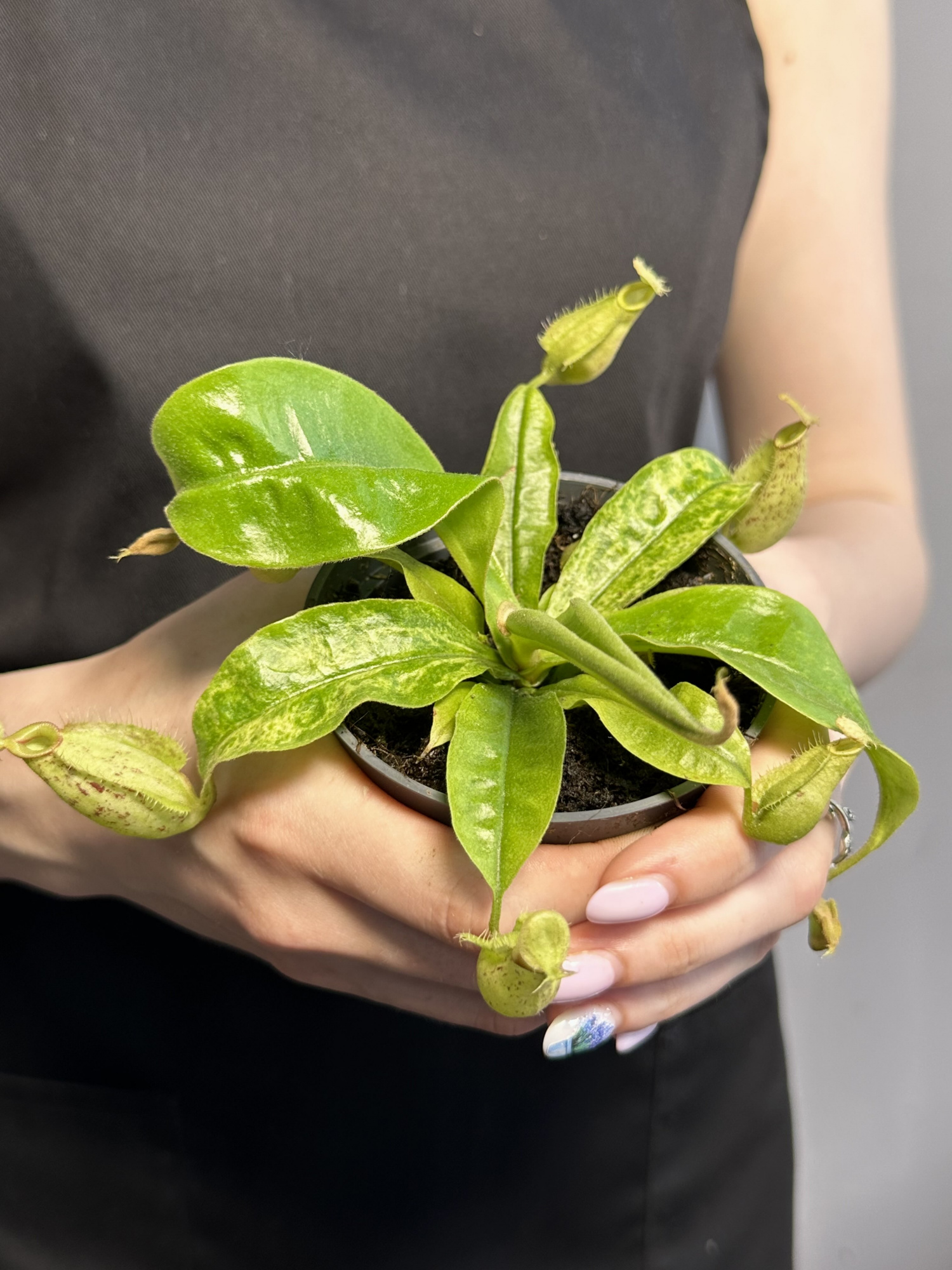 Непентес Марбл Хукериана (Nepenthes Hookeriana Marble) D9см