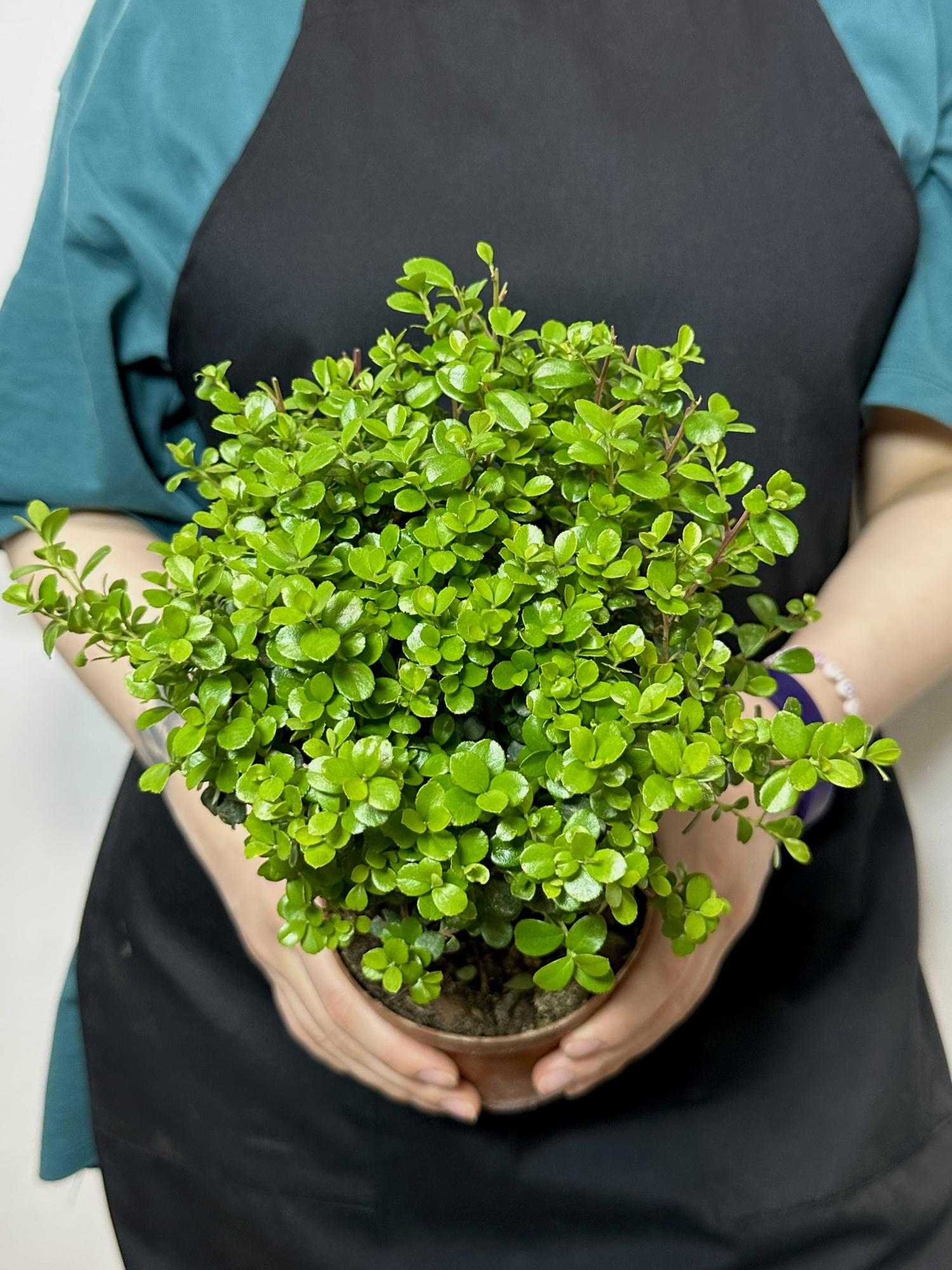 Мирсина Африканская (Myrsine Africana) D12см