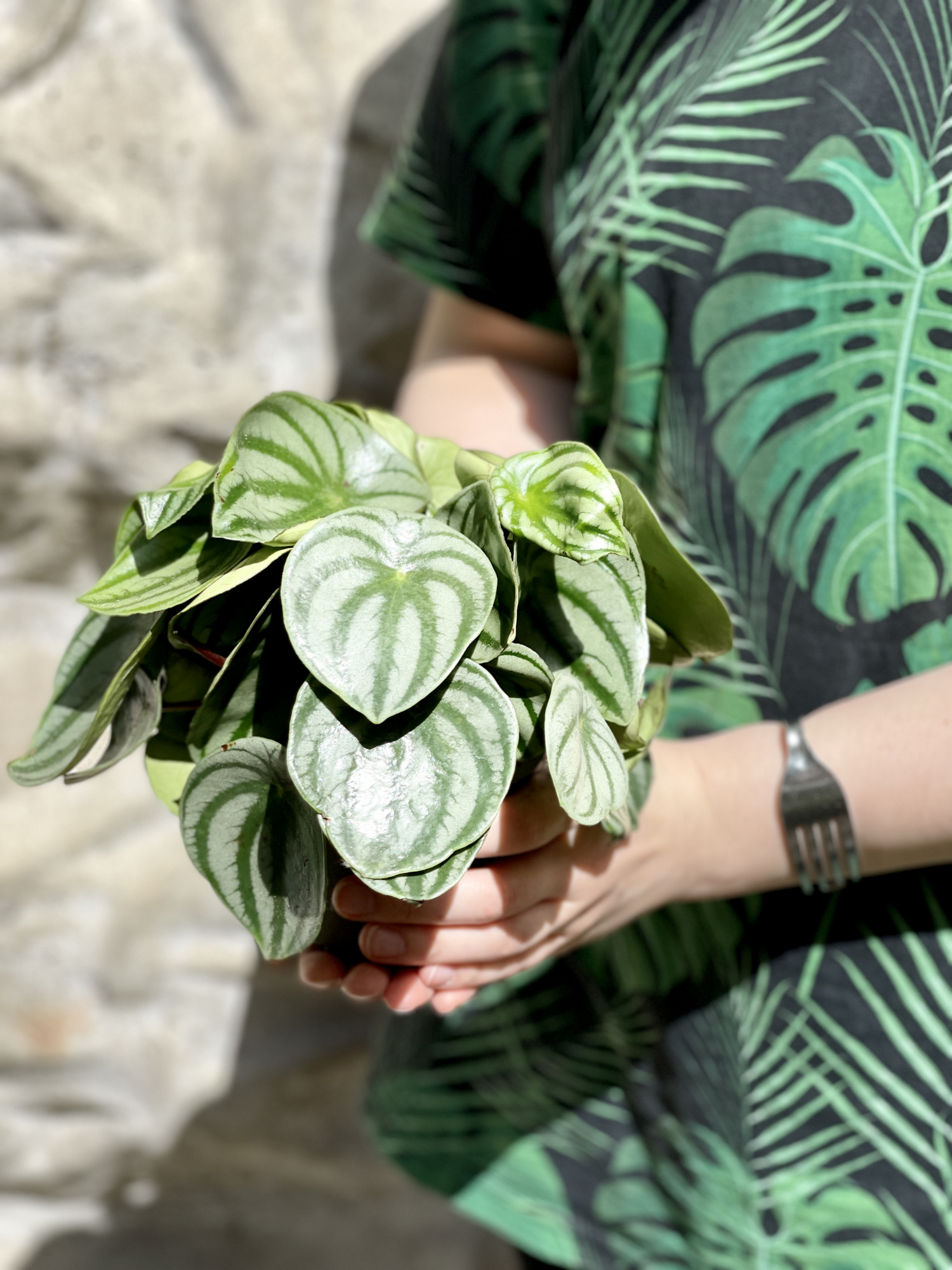 Пеперомия Арбузная (Peperomia Argyreia Watermelon) D11см