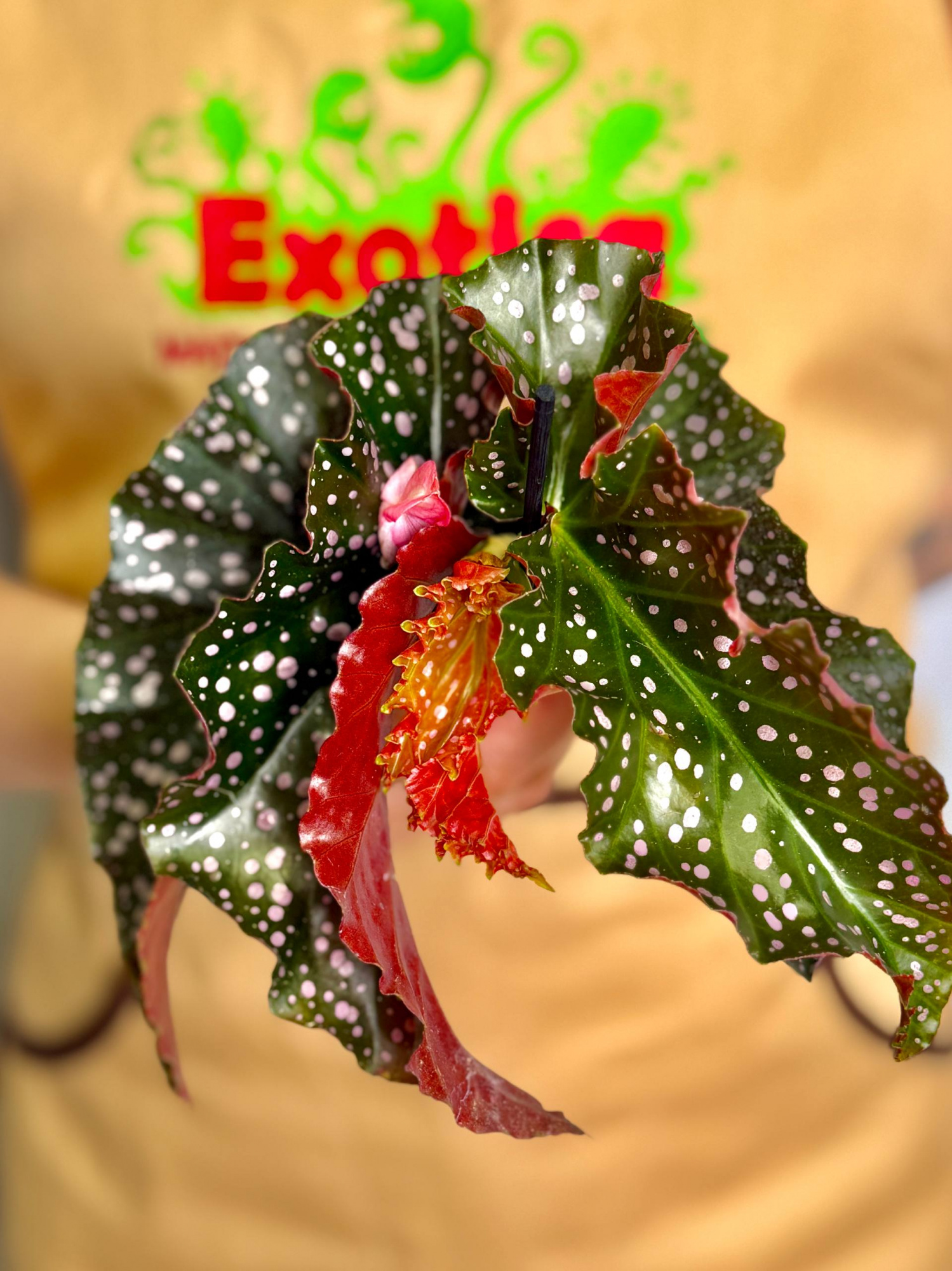 Бегония Краклин Рози (Begonia Cracklin Rosie) D6см