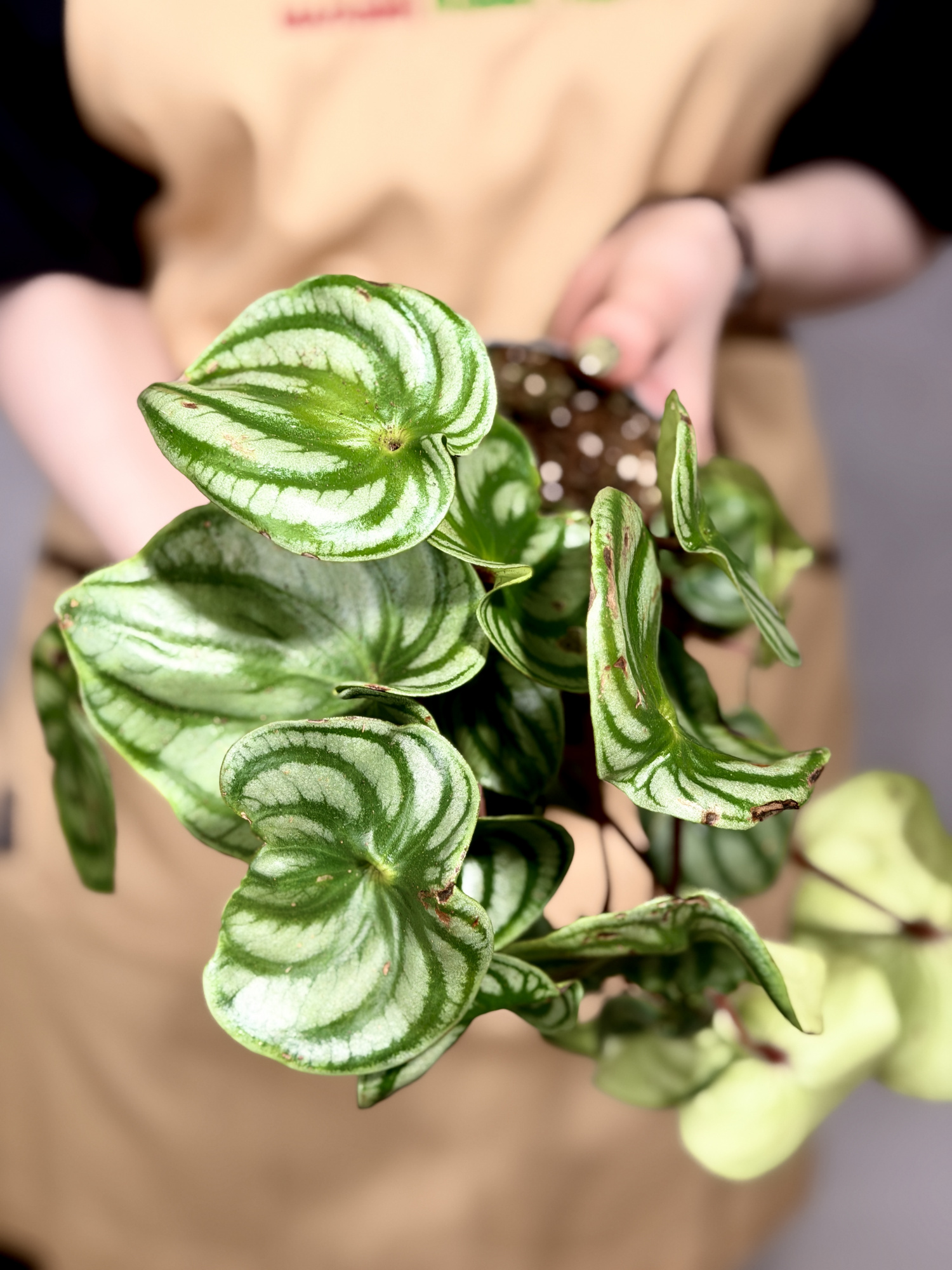 Пеперомия Арбузная уцен. (Peperomia Argyreia) D11см