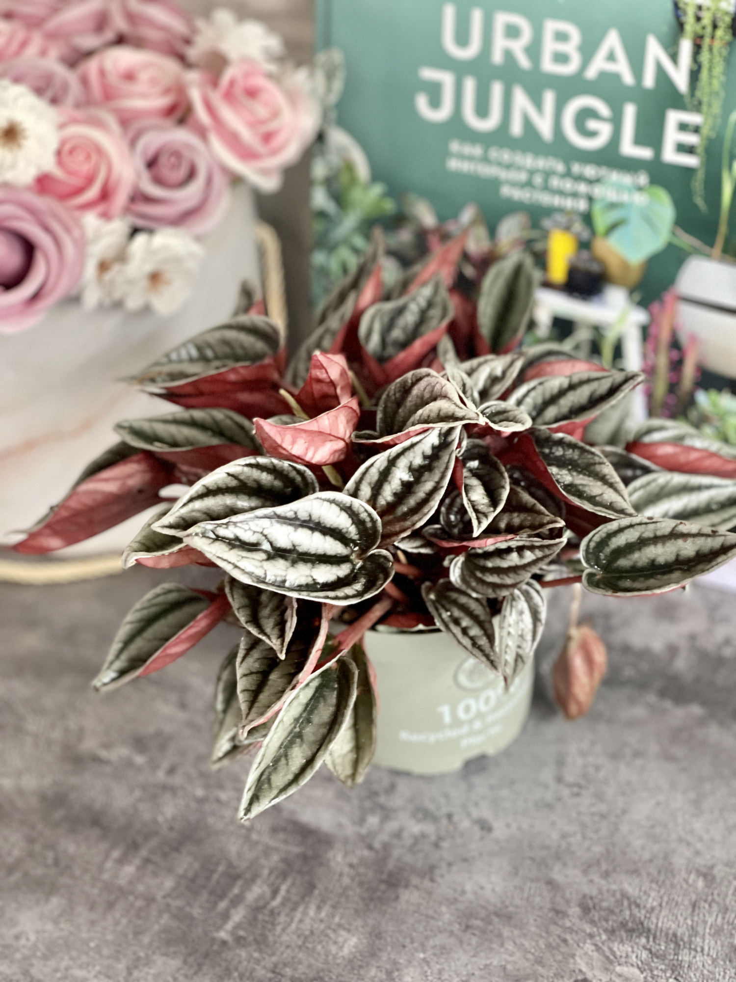 Пеперомия Каперата Мендоза (Peperomia Caperata Mendoza) D9см