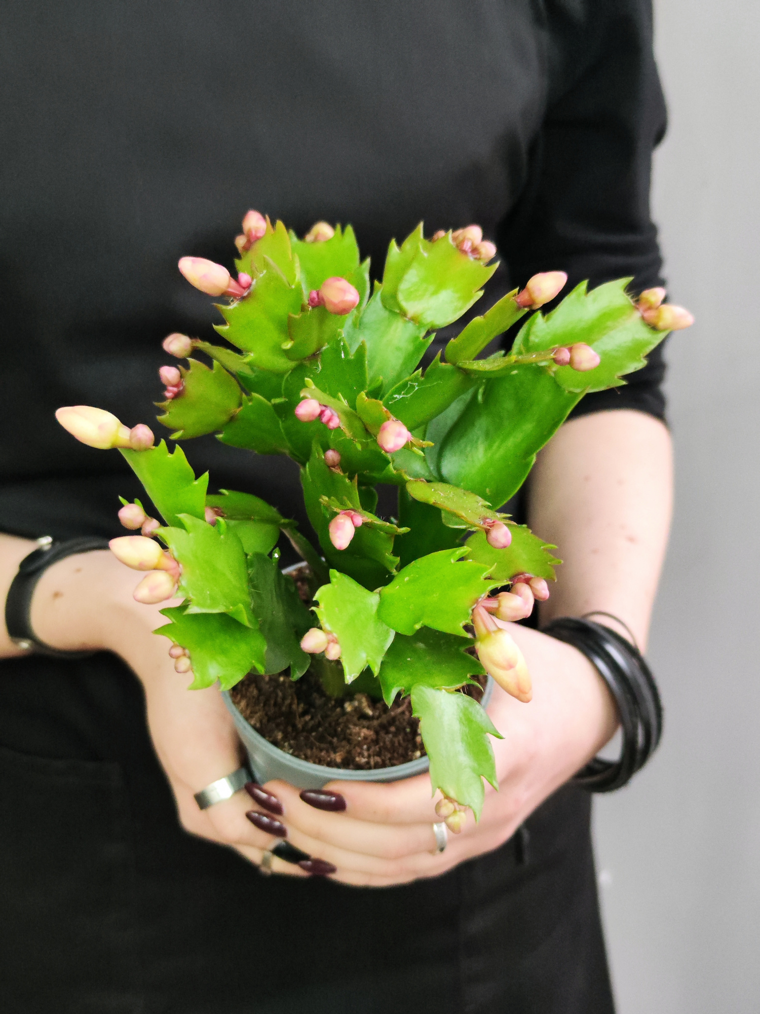 Декабрист Желтый, или Шлюмбергера (Schlumbergera Tendenza Yellow) D9см