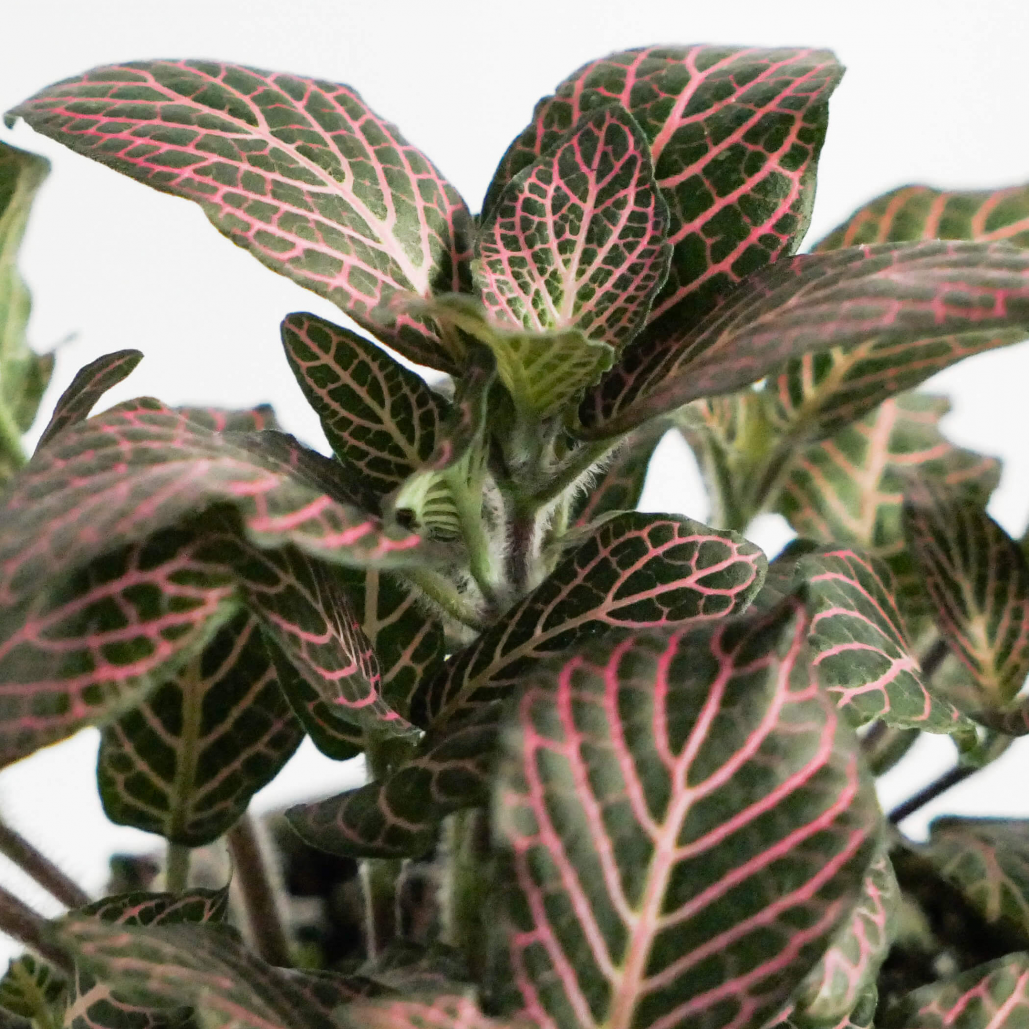 Фиттония Красный Ангел (Fittonia Red Angel) D5см