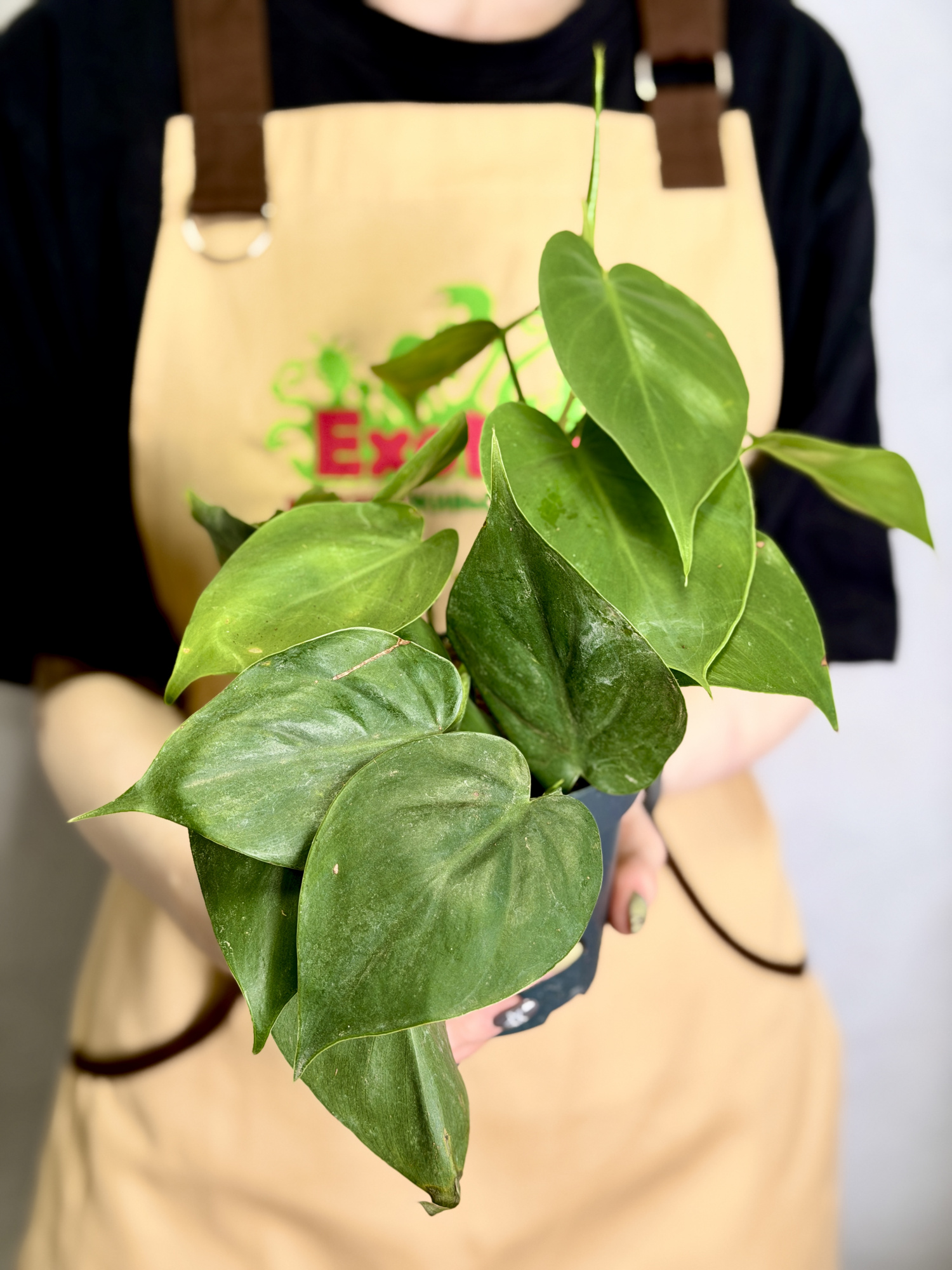 Филодендрон Сканденс Зелёный, или Сердцелистный Зеленый (Philodendron Scandens Green) D12см
