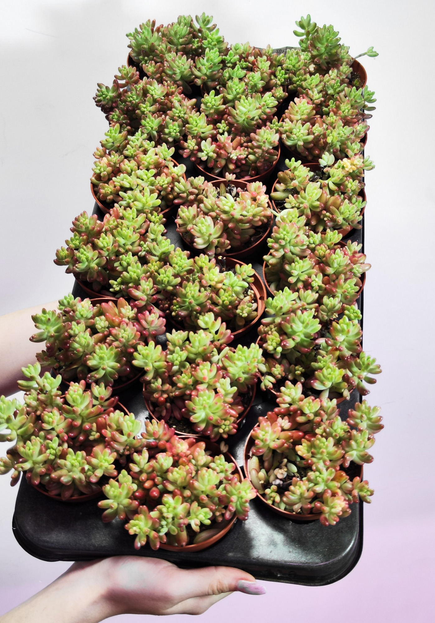 Седум Рубротинктум Аврора (Sedum Rubrotinctum Aurora) D8см