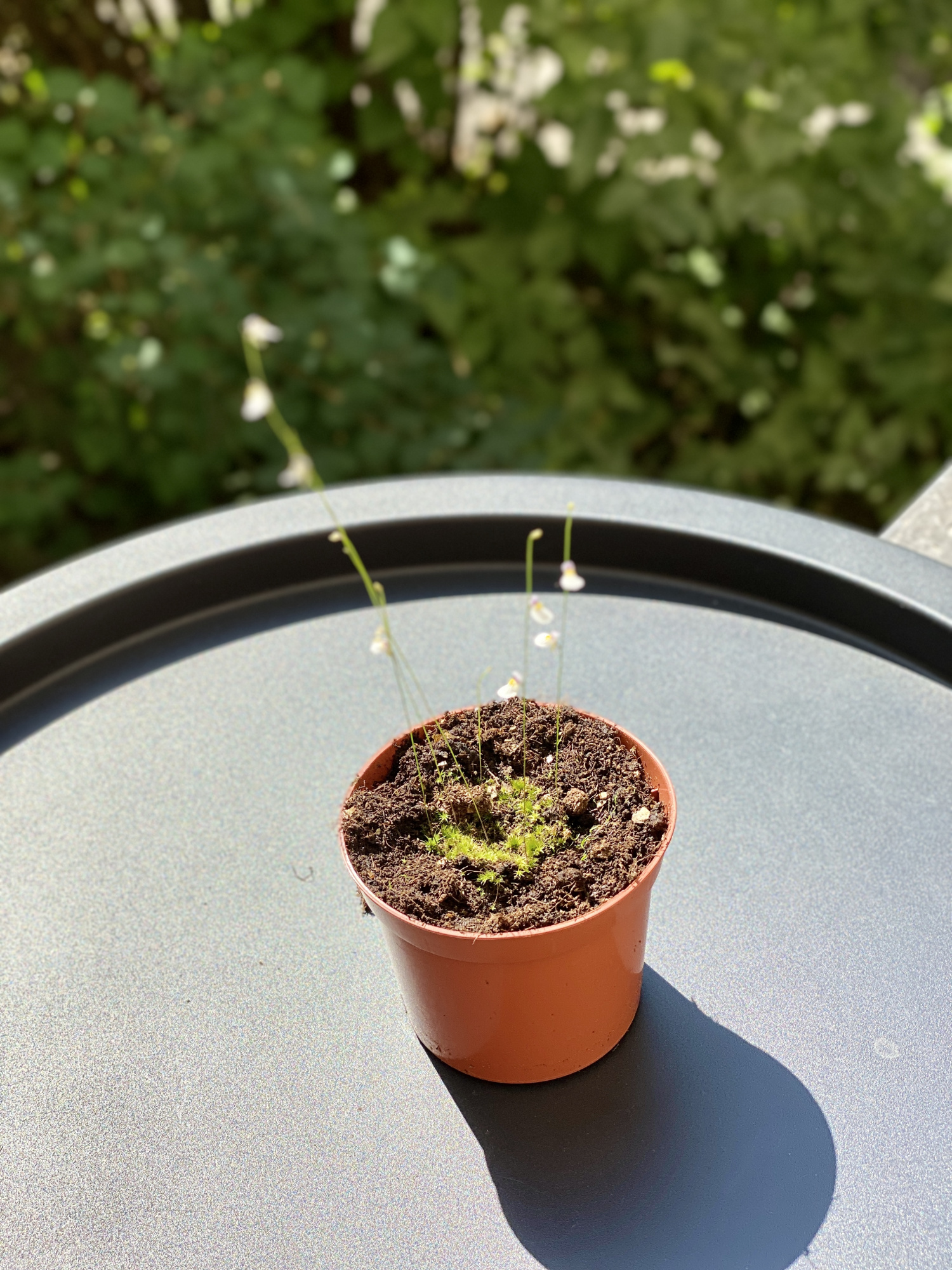 Пузырчатка девственная (Ultricularia Parthenopipes) D9см