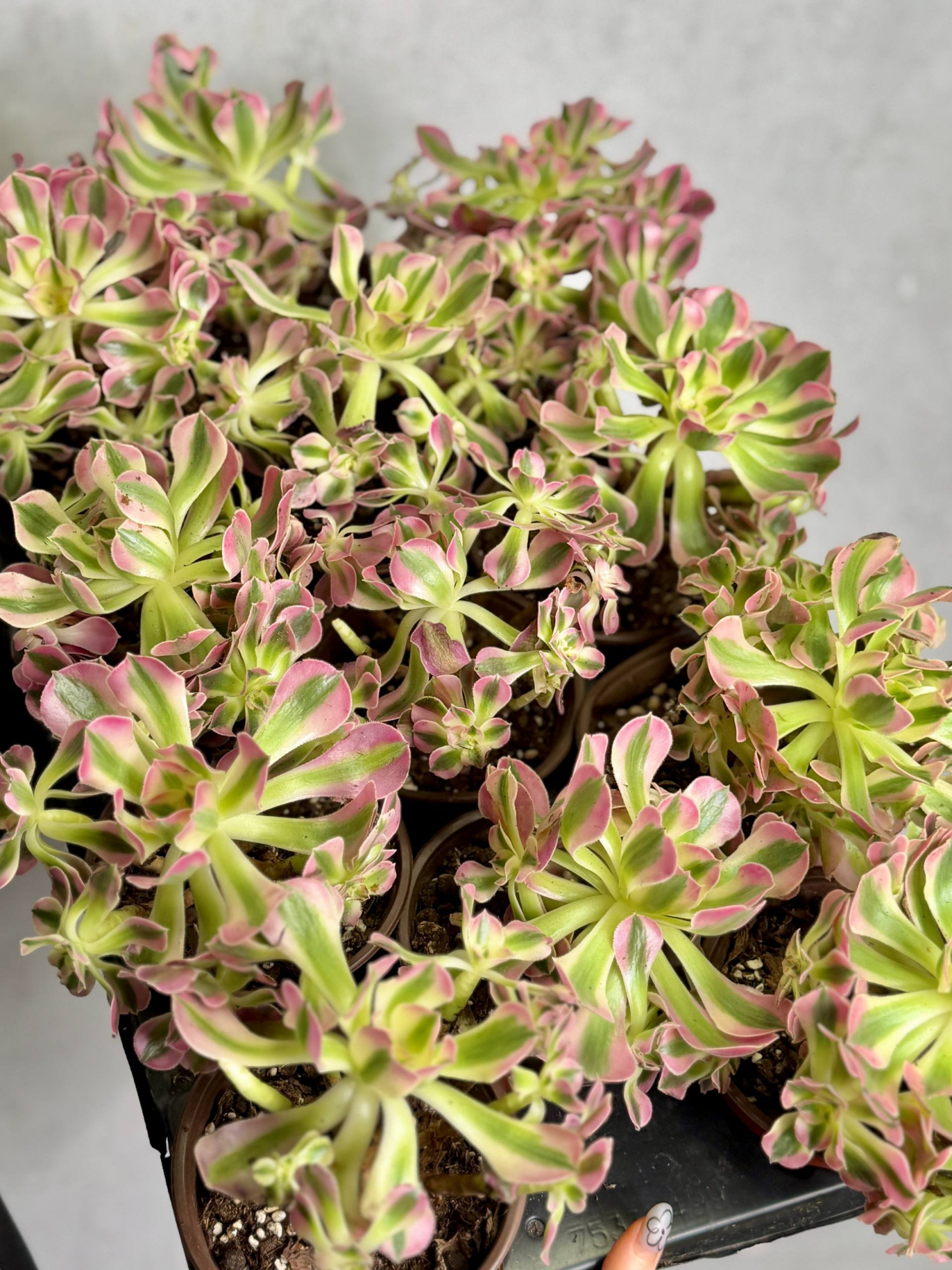 Эониум Пинк Витч (Aeonium Pink Witch) D11см