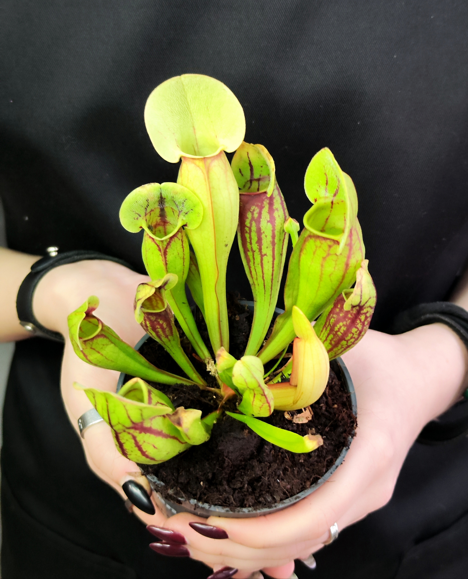 Саррацения Дракула (Sarracenia Dracula) D9см
