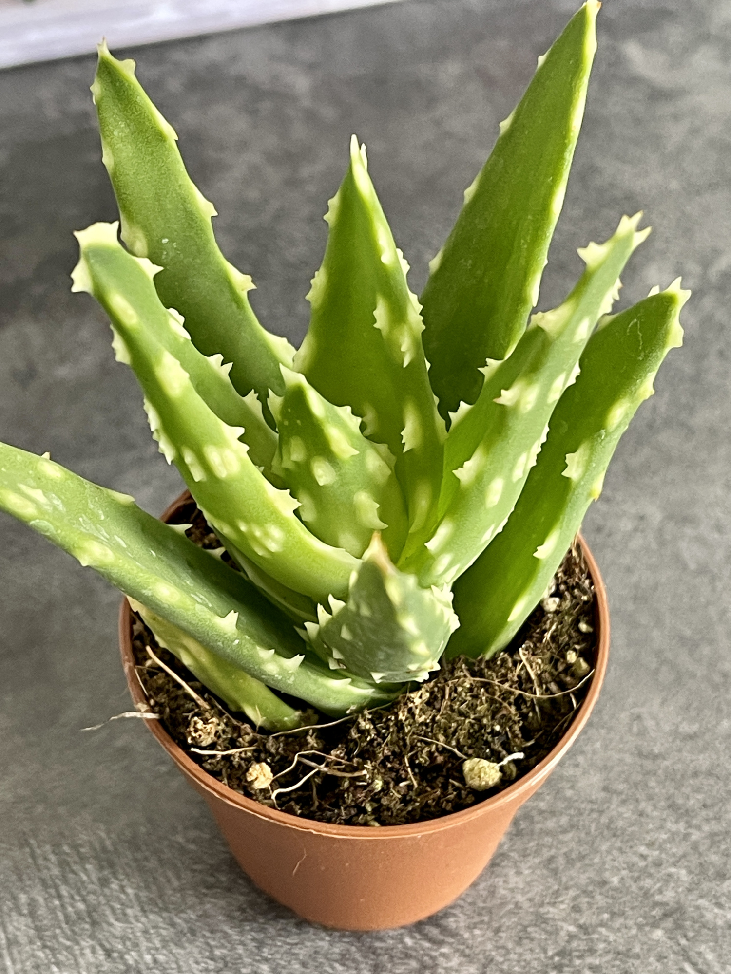 Алоэ Жако (Aloe Jaco) D5см