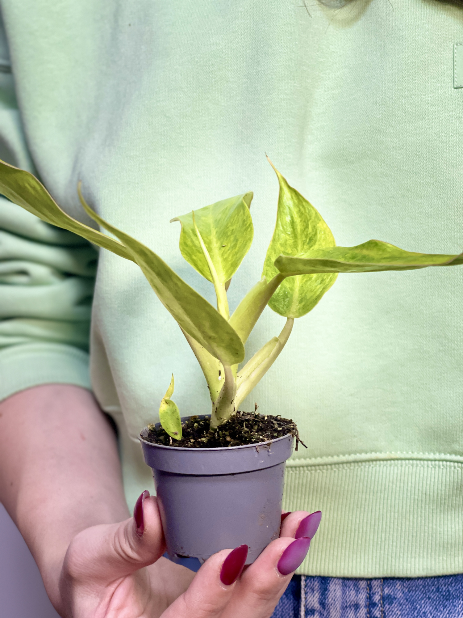 Филодендрон Калкин Голд (Philodendron Calkins Gold) D6см
