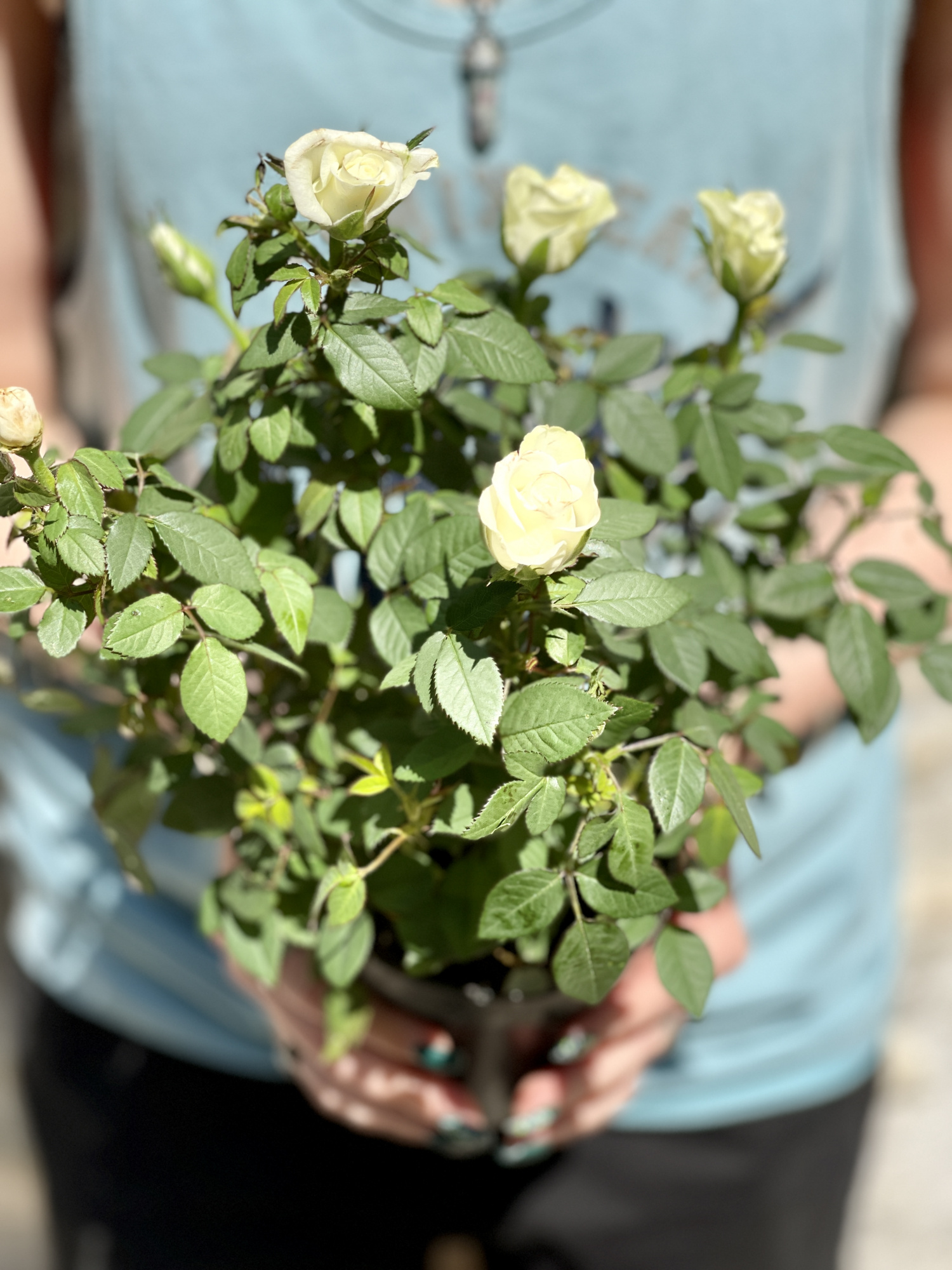 Роза белая комнатная (Rose White) D9см