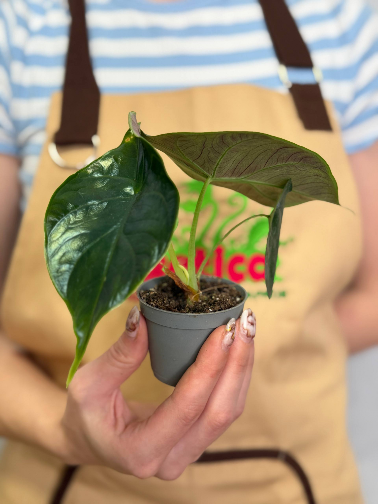 Алоказия Грин Юникорн, или Зеленый Единорог (Alocasia Green Unicorn) D6см