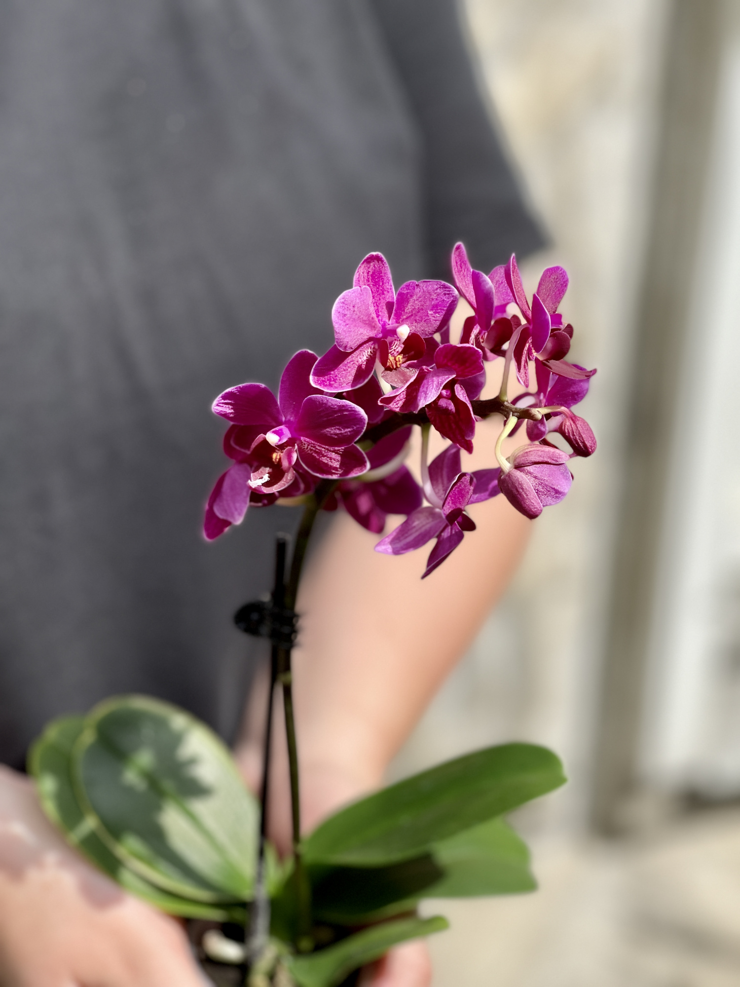 Орхидея Фаленопсис Мини Пурпурная (Phalaenopsis Multiflora) D6см