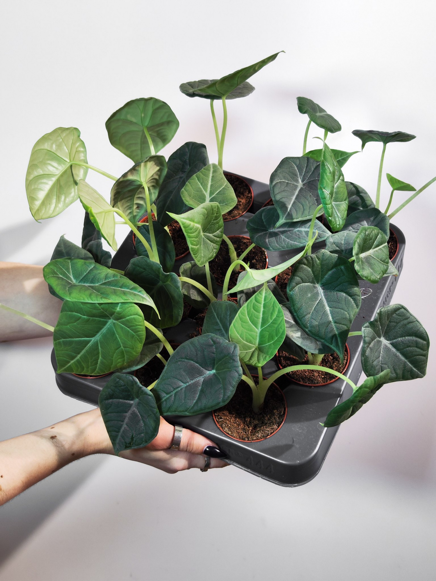 Алоказия Махарани (Alocasia Maharani) D8см