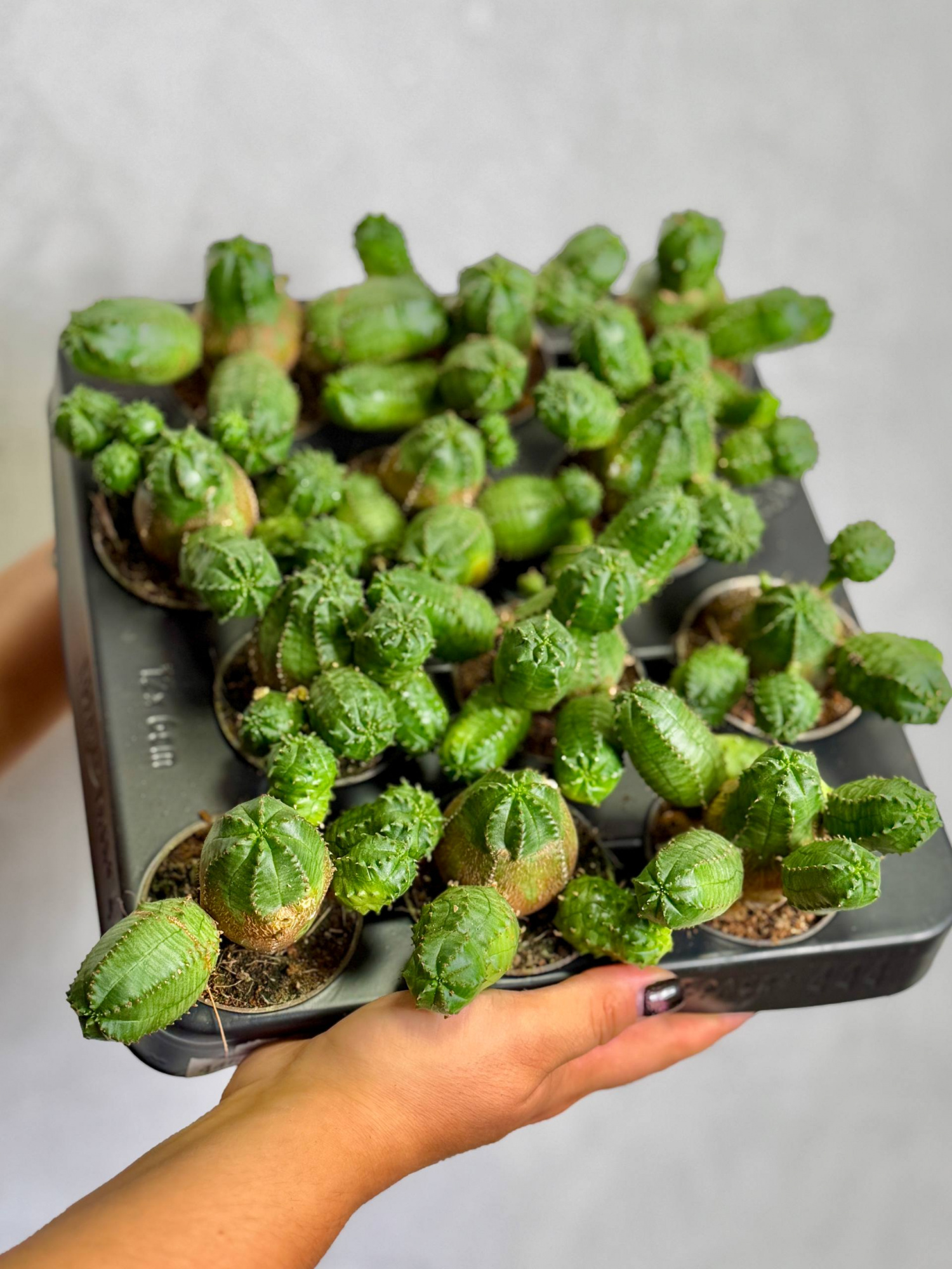 Эуфорбия Глобоза, или Молочай Шаровидный (Euphorbia Globosa) D6см