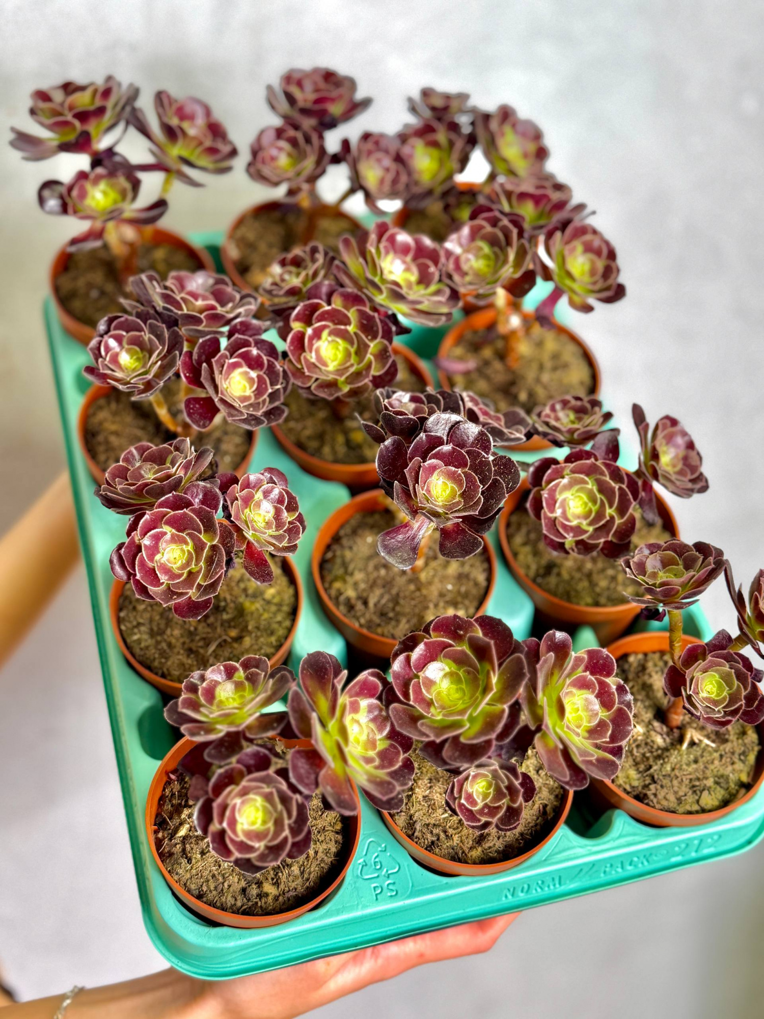 Эониум Велюр (Aeonium Velour) D8,5см