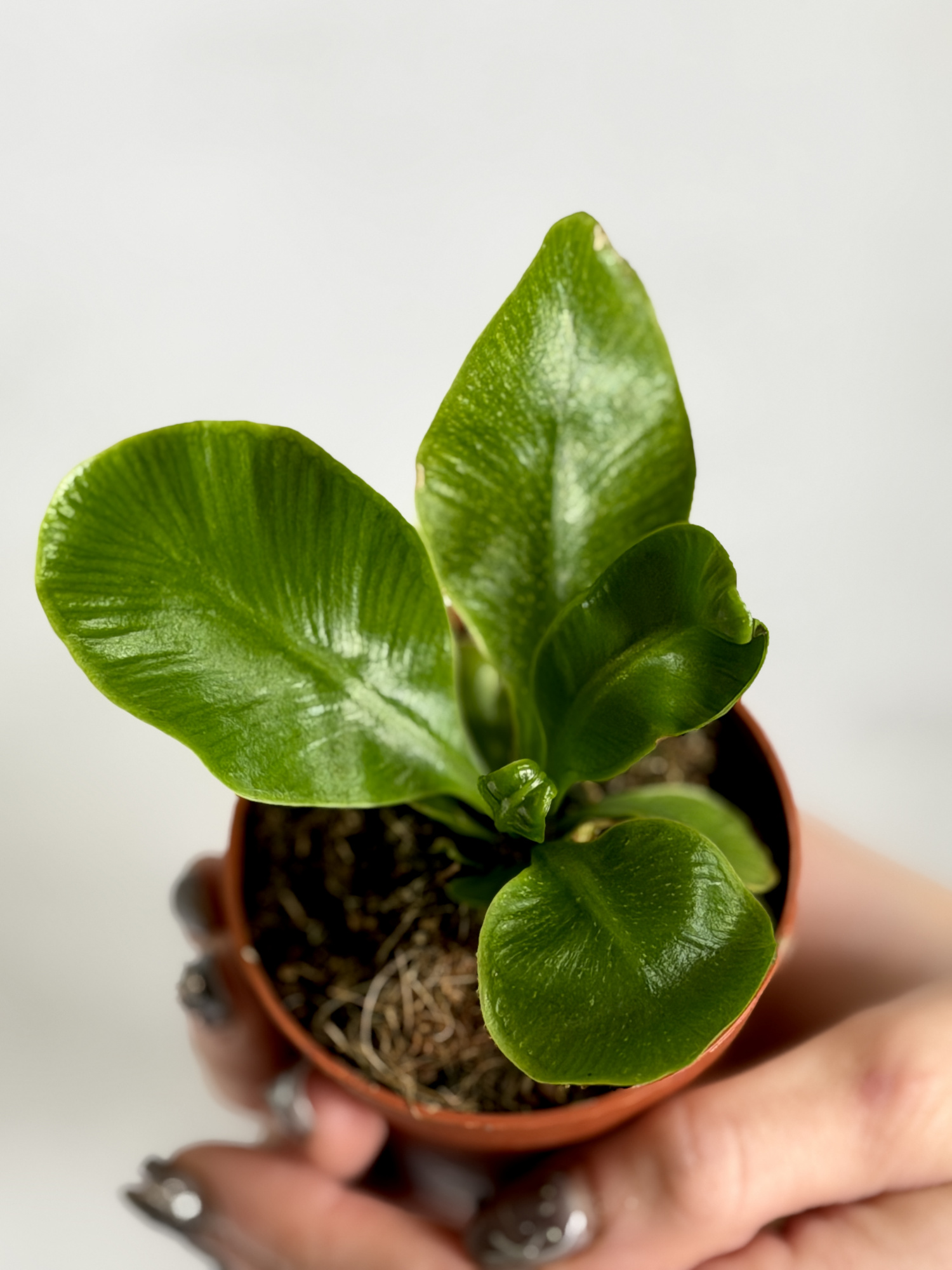 Асплениум Кобра (Asplenium Nidus Cobra) D7см