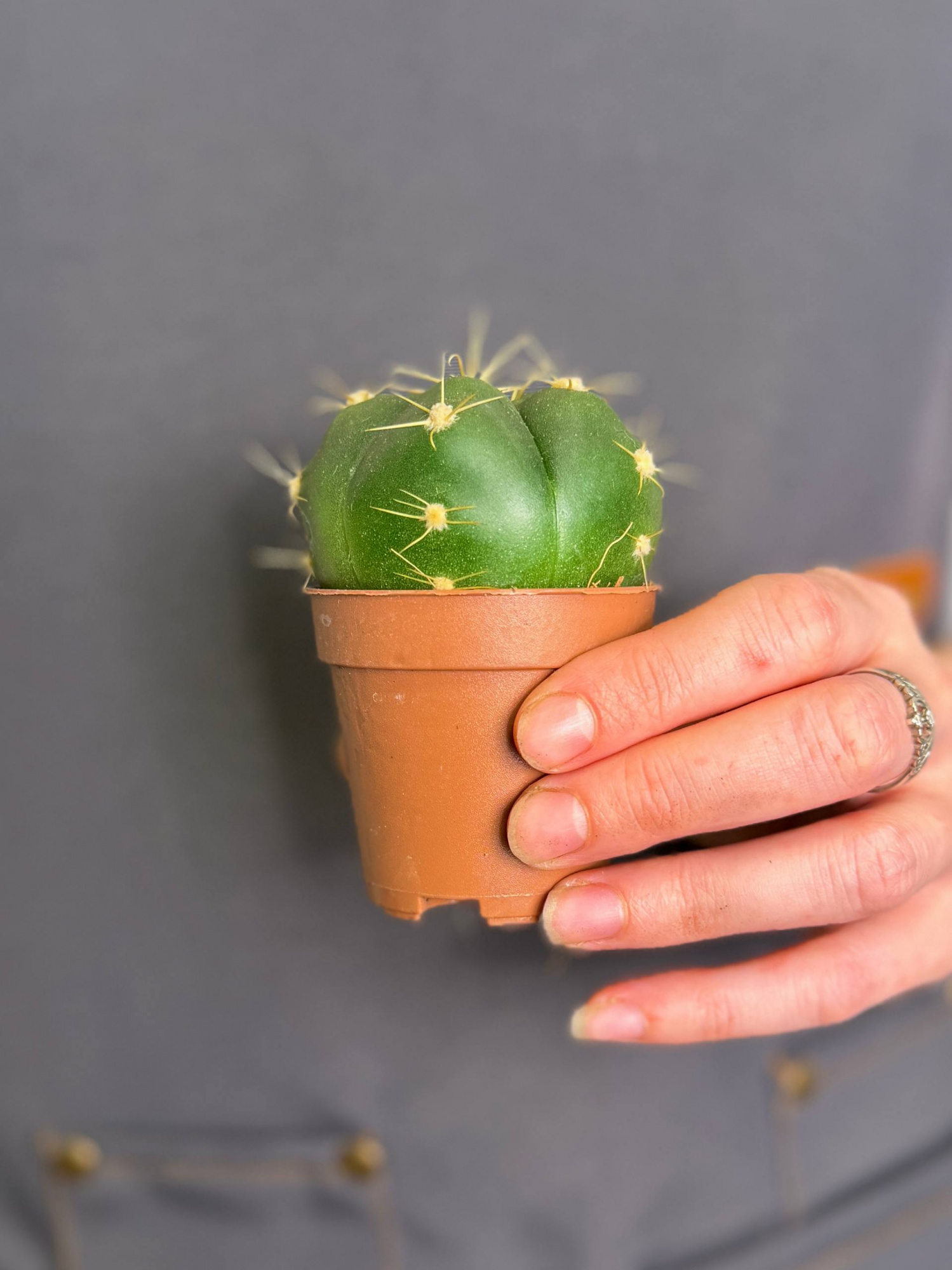 Гимнокалициум Хорста (Gymnocalycium Horsti) D5см