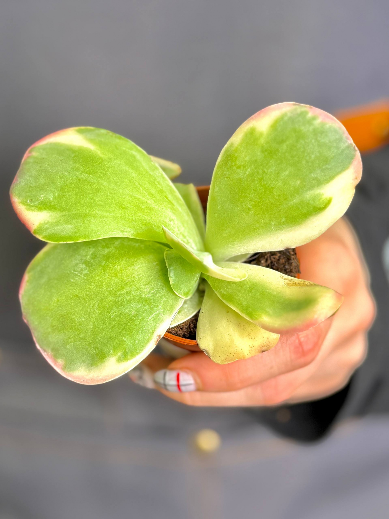 Каланхоэ Тирсифлора Вариегата (Kalanchoe Thyrsiflora Variegata) D5см