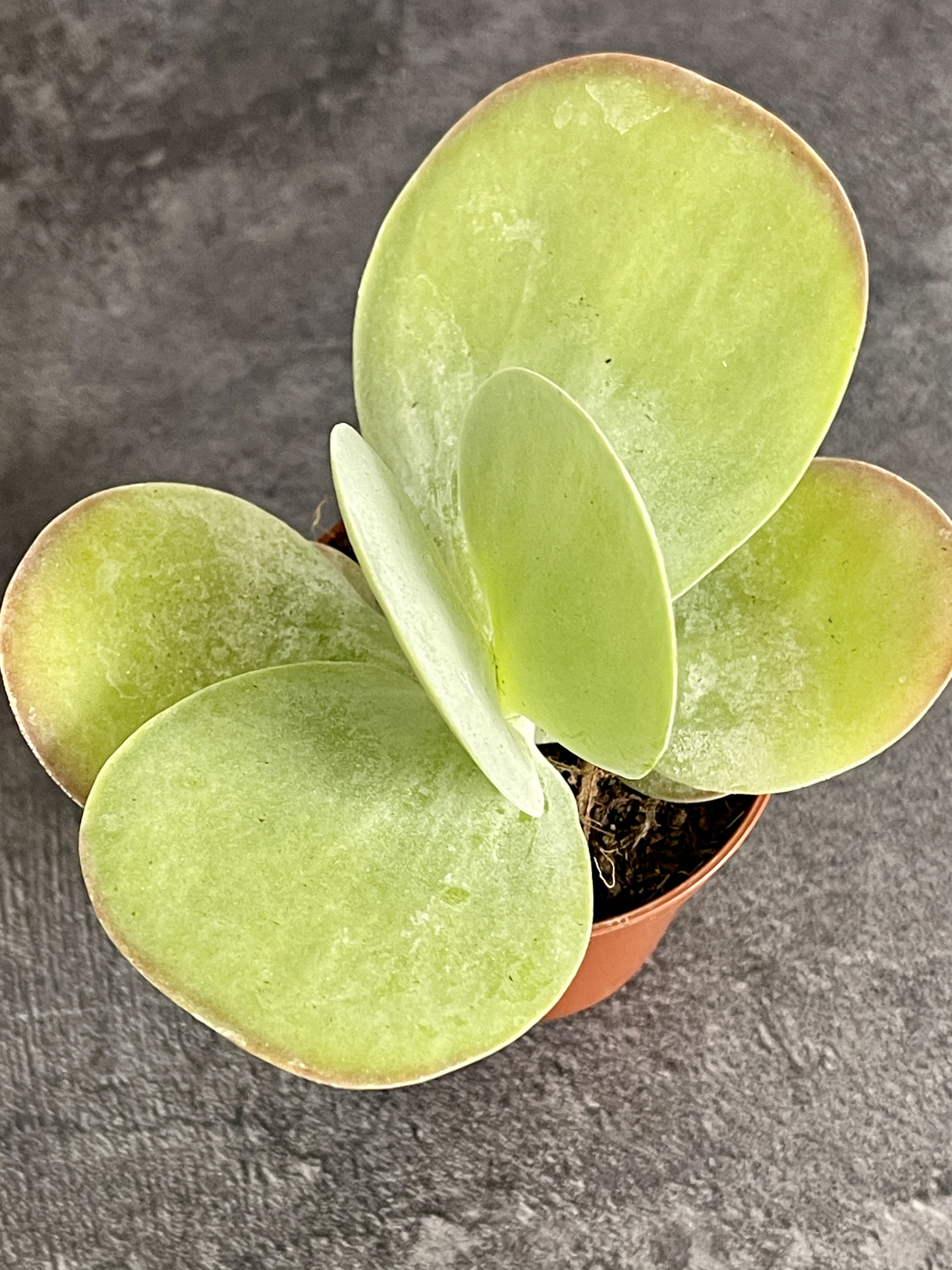 Каланхоэ Тирсифлора Грин Липс  (Kalanchoe Thyrsiflora Green Lips) D5см