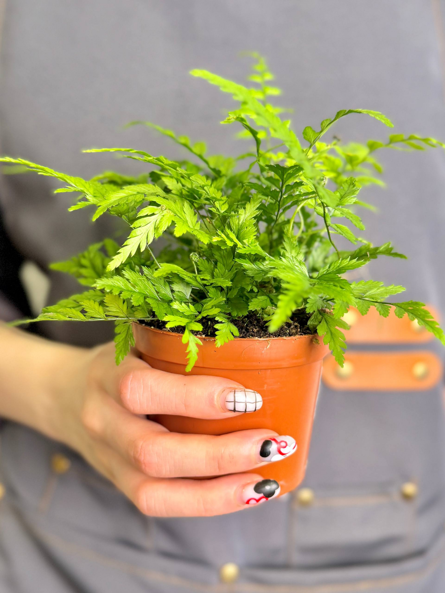 Папоротник Атириум Спикатум (Athyrium Spicatum) D8,5см
